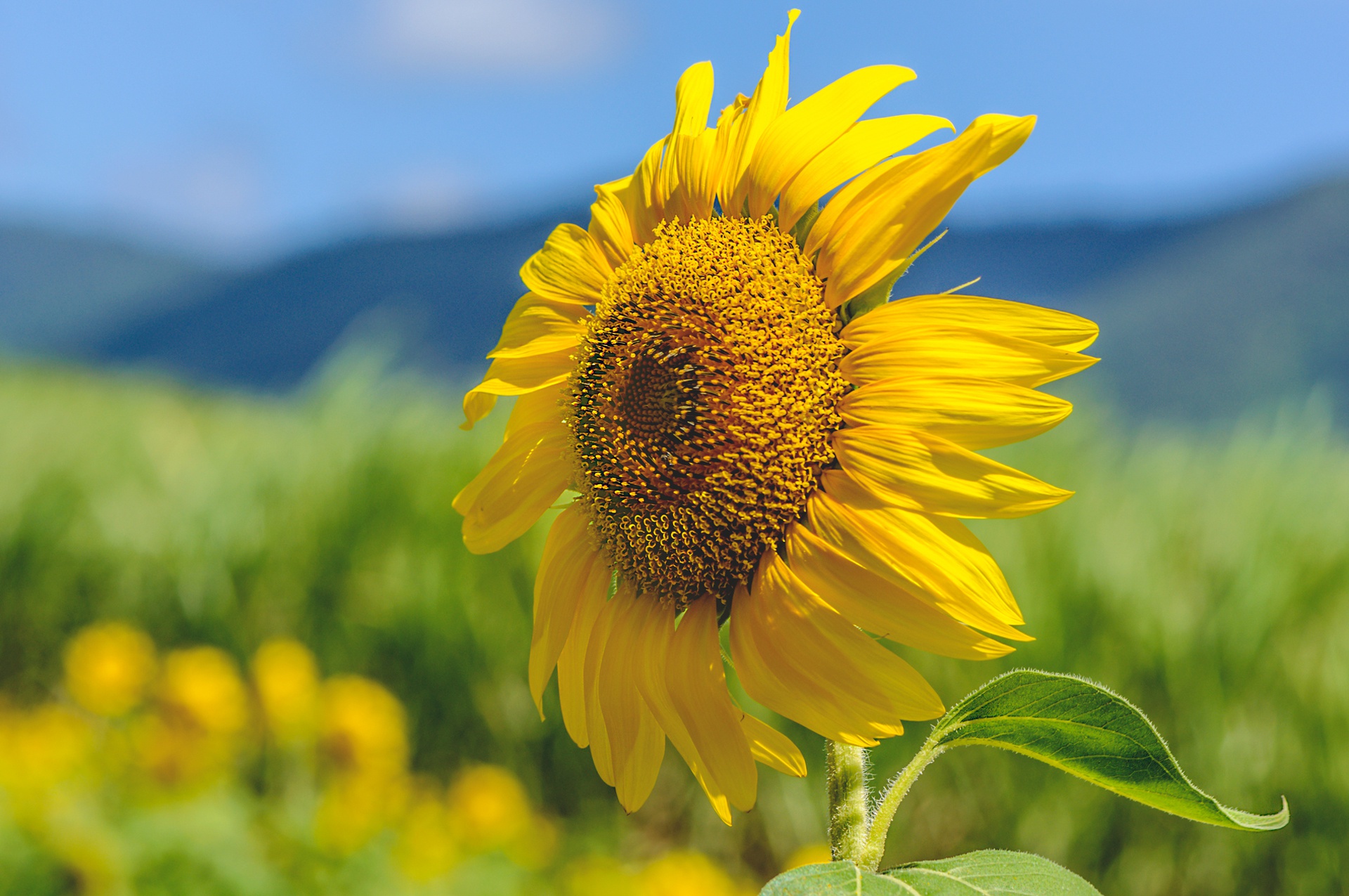 Laden Sie das Blumen, Blume, Sonnenblume, Gelbe Blume, Erde/natur, Tiefenschärfe-Bild kostenlos auf Ihren PC-Desktop herunter