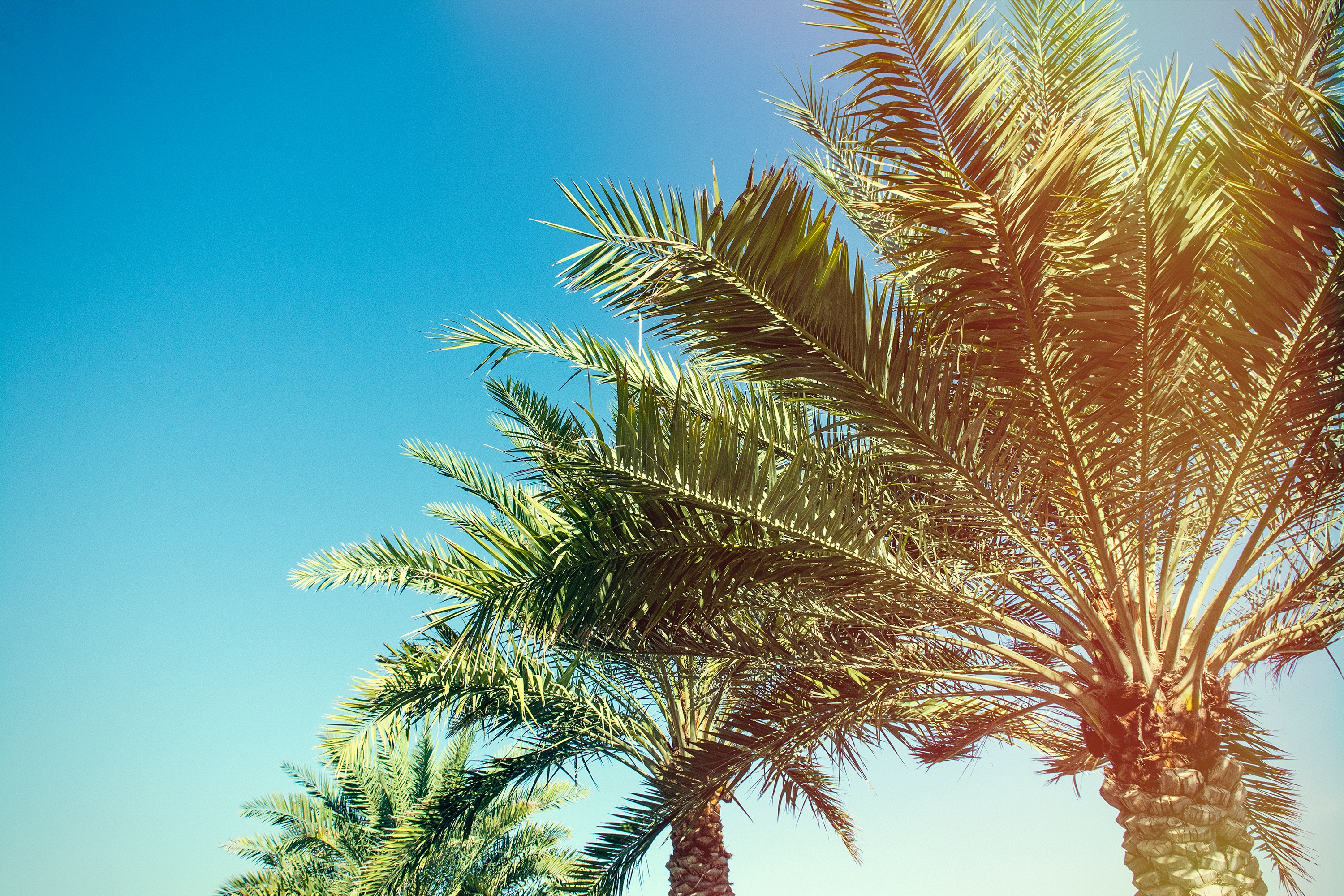 Download mobile wallpaper Branches, Trees, Sunlight, Nature, Palms for free.