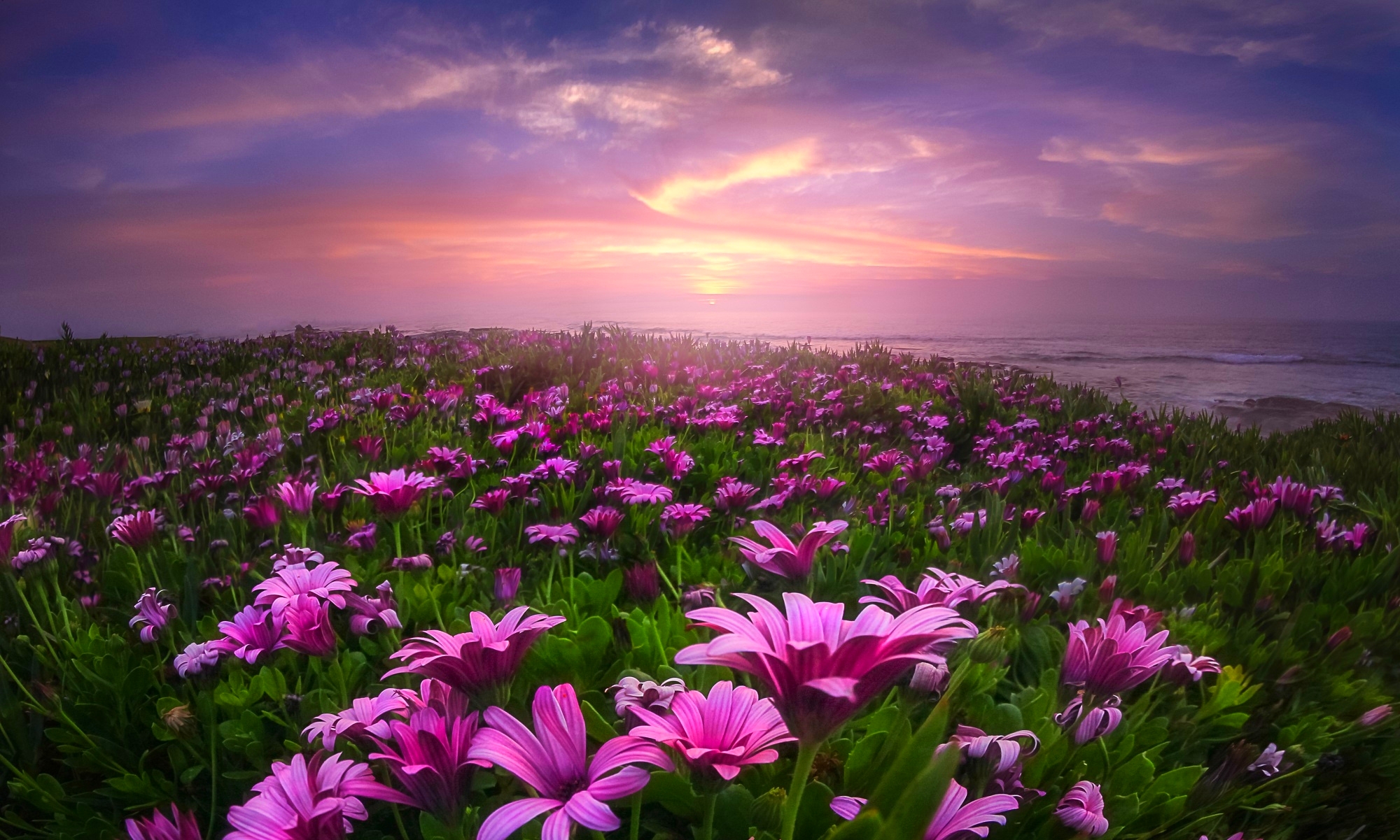 Download mobile wallpaper Flowers, Flower, Earth, Field, Daisy, Purple Flower for free.