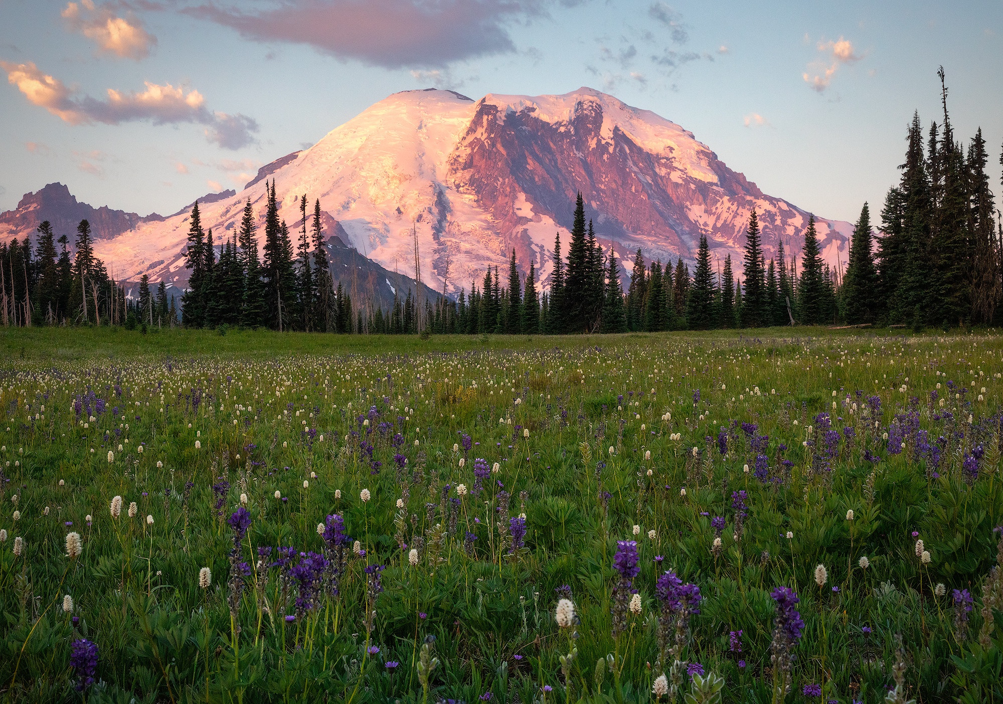 Download mobile wallpaper Mountains, Snow, Mountain, Flower, Earth, Meadow, Fir Tree for free.