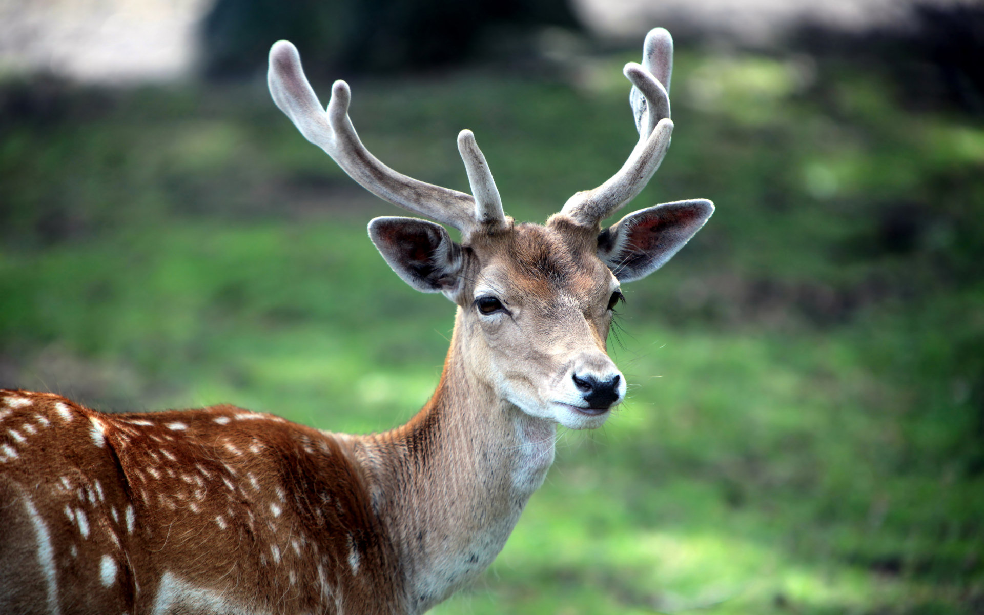 Descarga gratuita de fondo de pantalla para móvil de Animales, Venado.