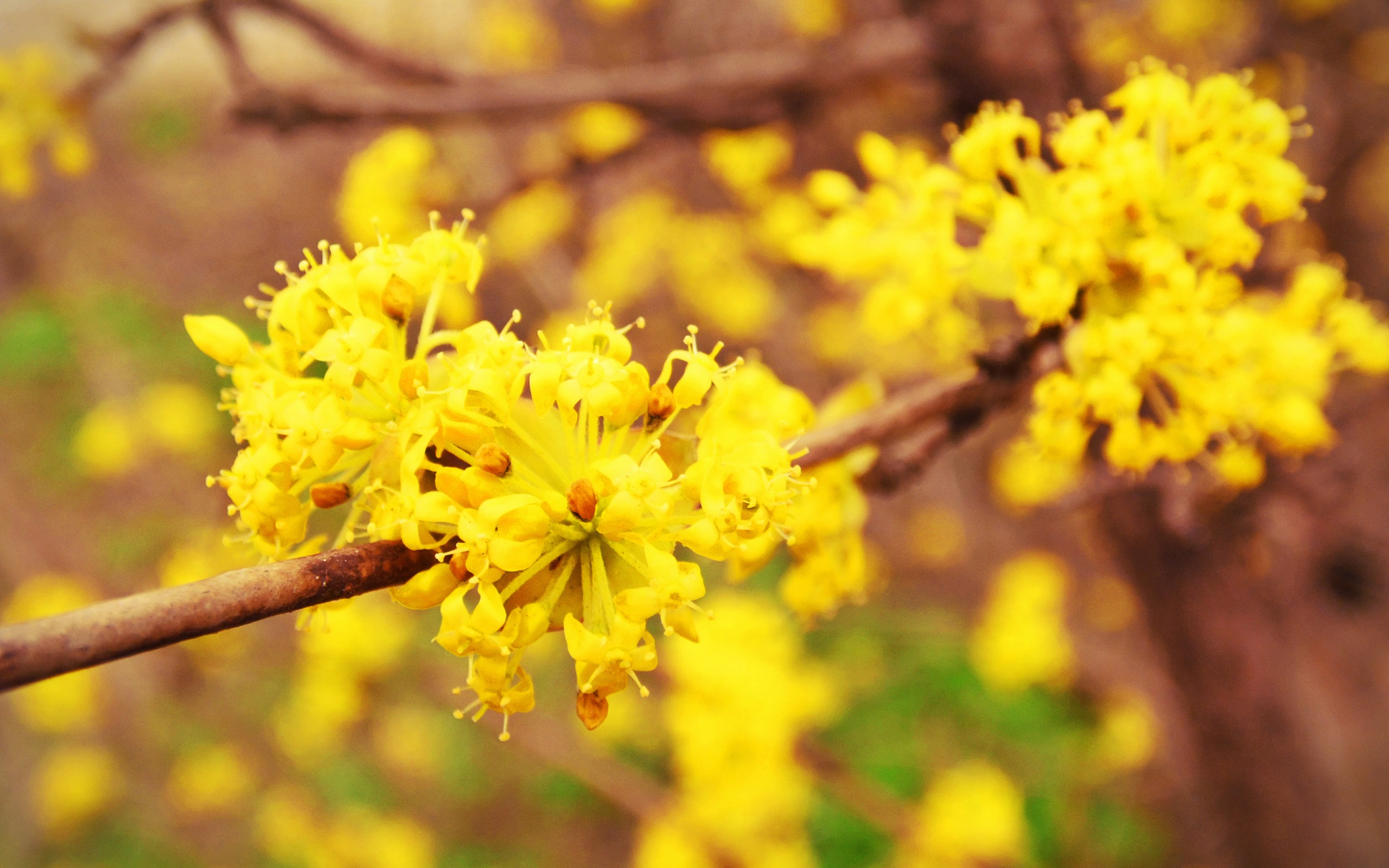 Descarga gratis la imagen Florecer, Flores, Tierra/naturaleza en el escritorio de tu PC