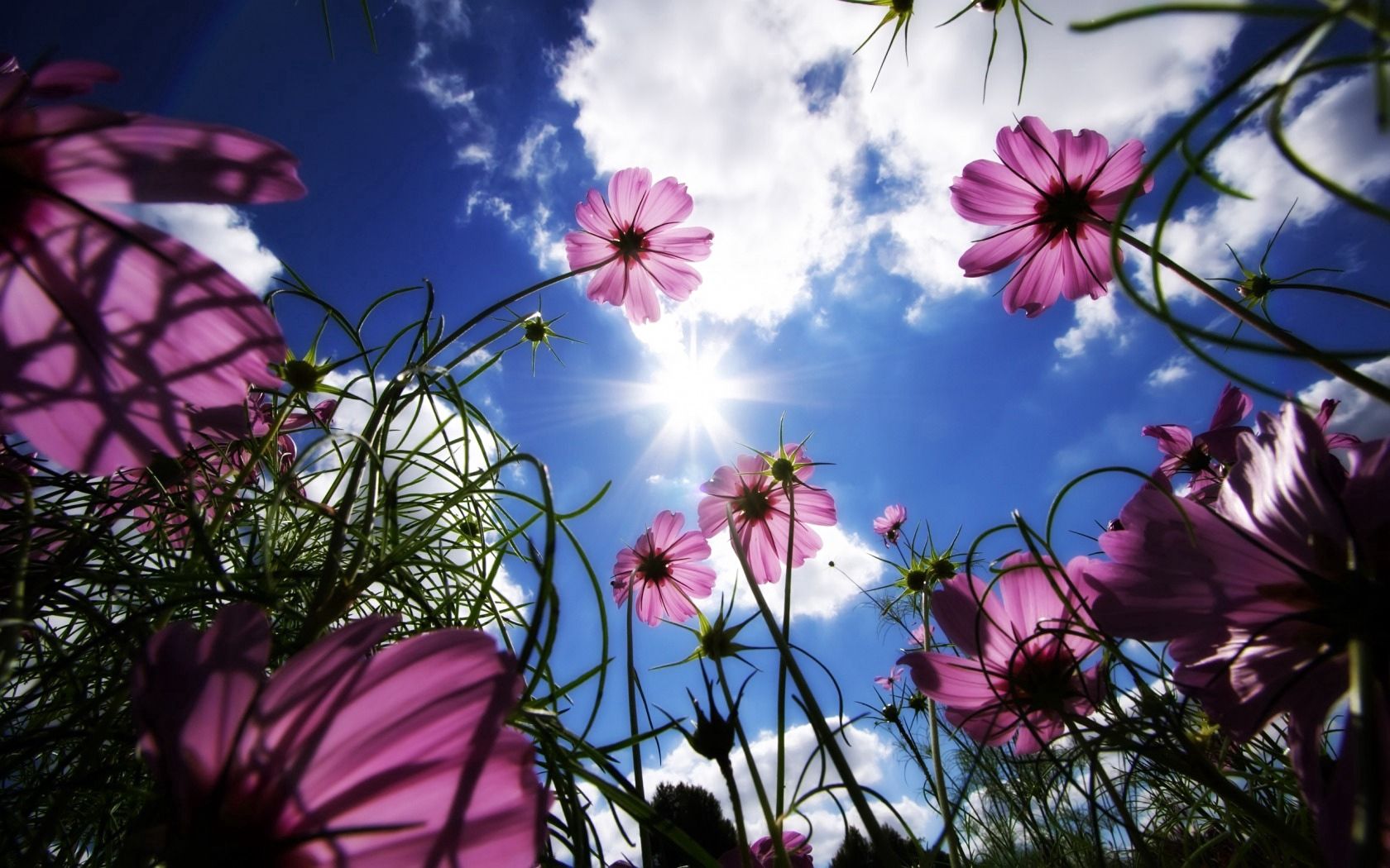 111647 скачать картинку лето, солнце, цветы, лучи, природа, трава, небо, день - обои и заставки бесплатно