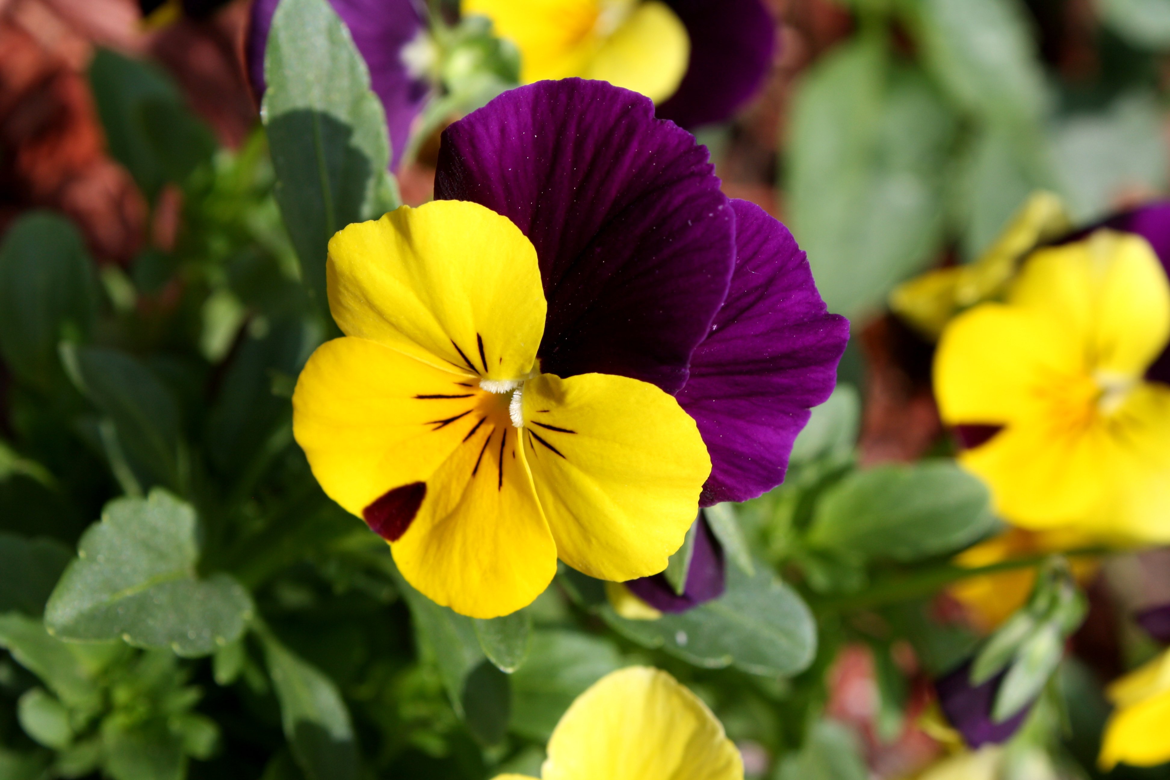 無料モバイル壁紙自然, フラワーズ, パンジー, 花, 地球, 黄色い花, 紫色の花をダウンロードします。
