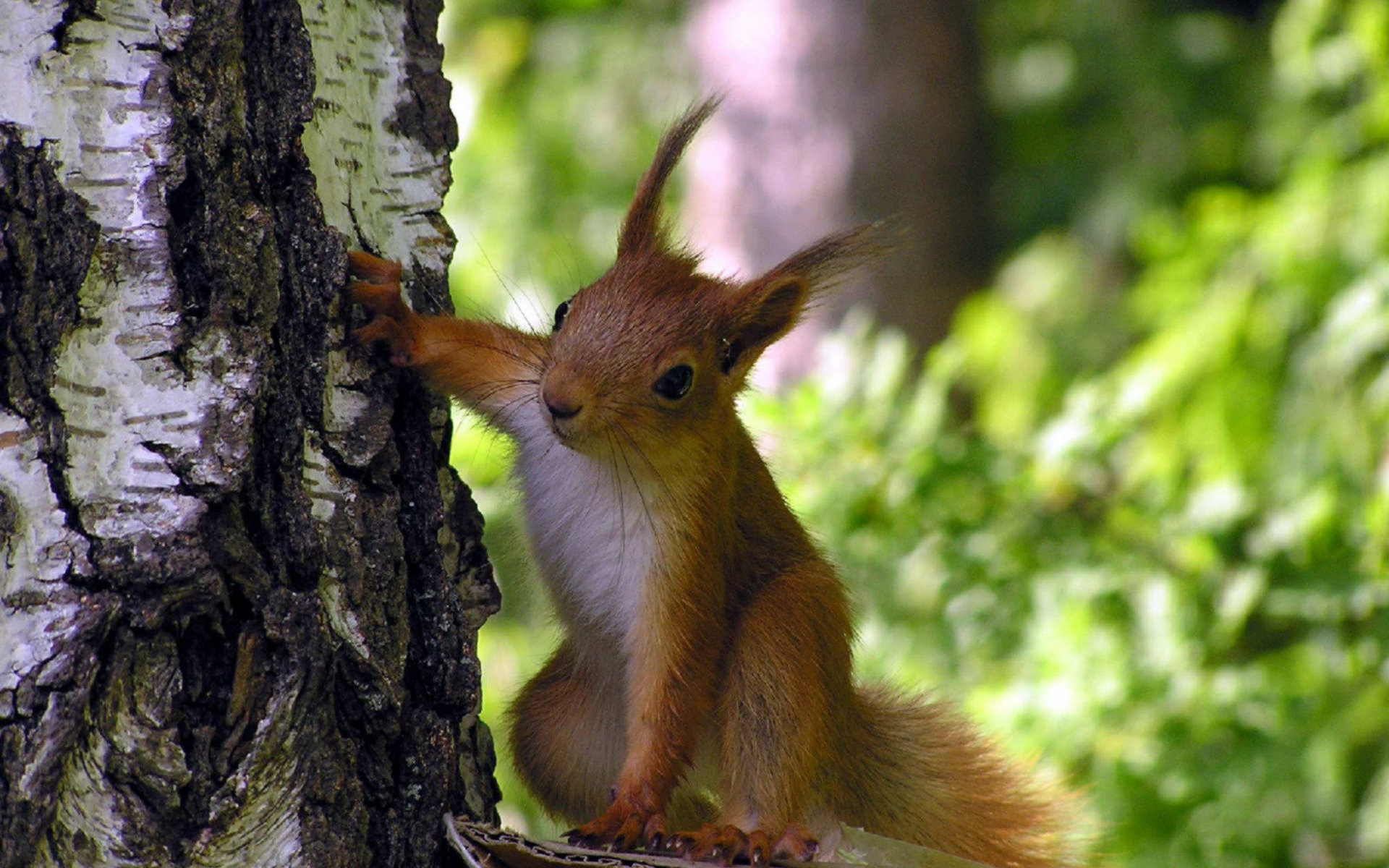 50309 télécharger l'image ecureuils, animaux - fonds d'écran et économiseurs d'écran gratuits