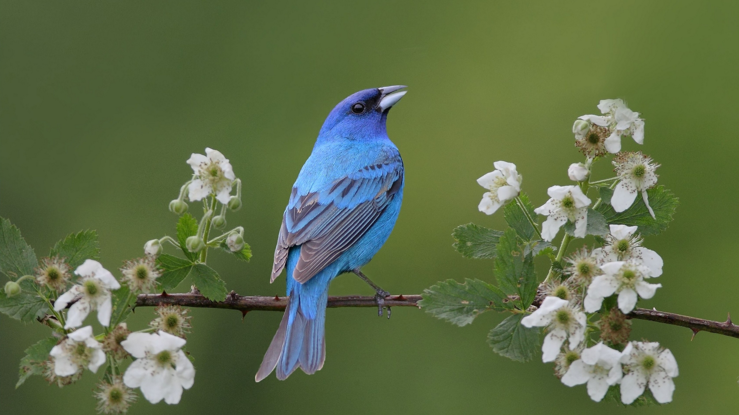 Téléchargez des papiers peints mobile Animaux, Oiseau gratuitement.