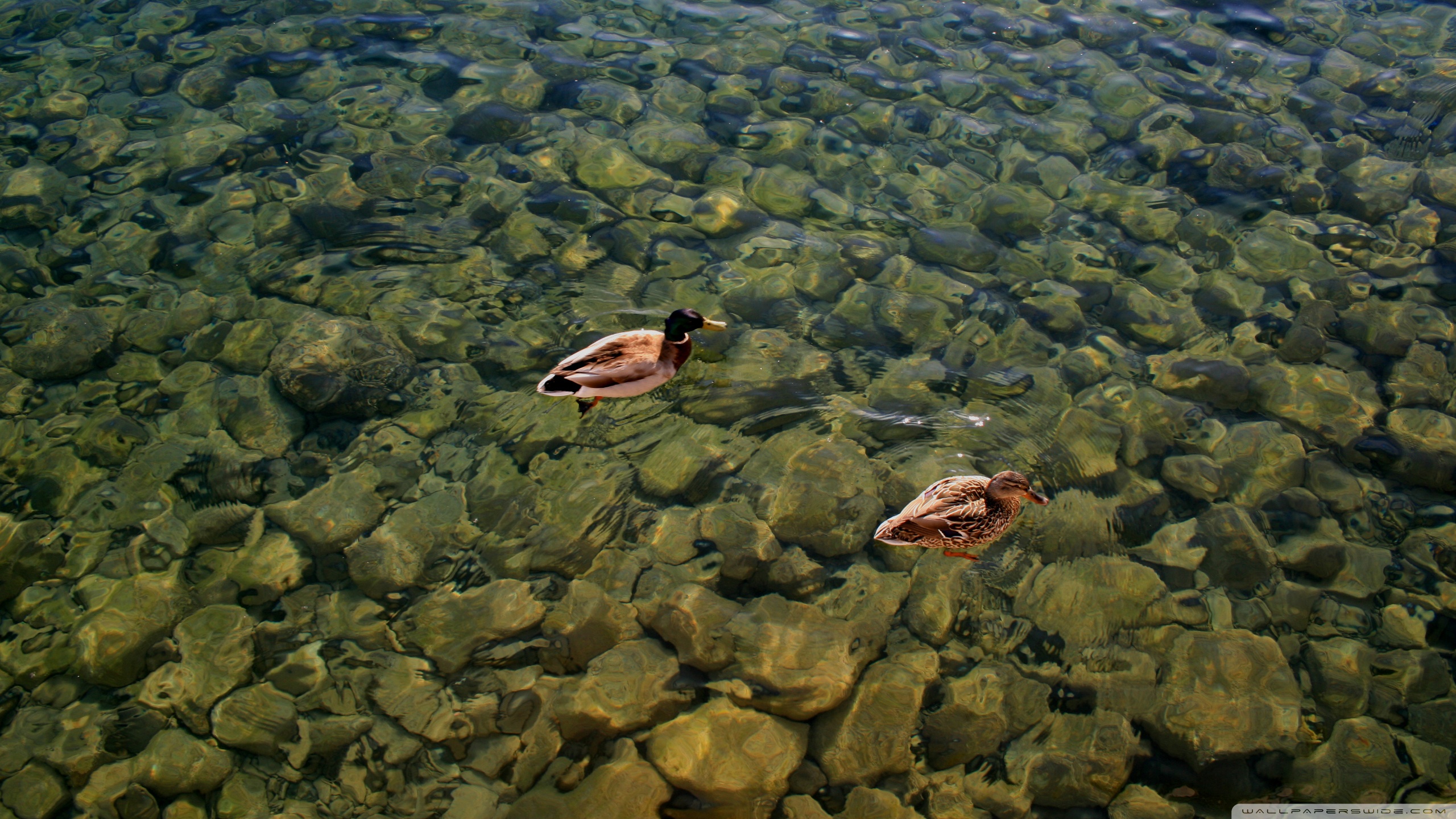 Baixe gratuitamente a imagem Animais, Aves, Pássaro, Pato na área de trabalho do seu PC