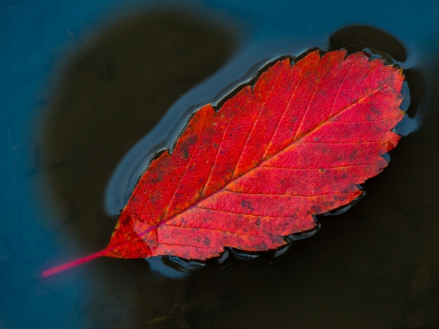 Baixe gratuitamente a imagem Outono, Folha, Cair, Terra/natureza na área de trabalho do seu PC
