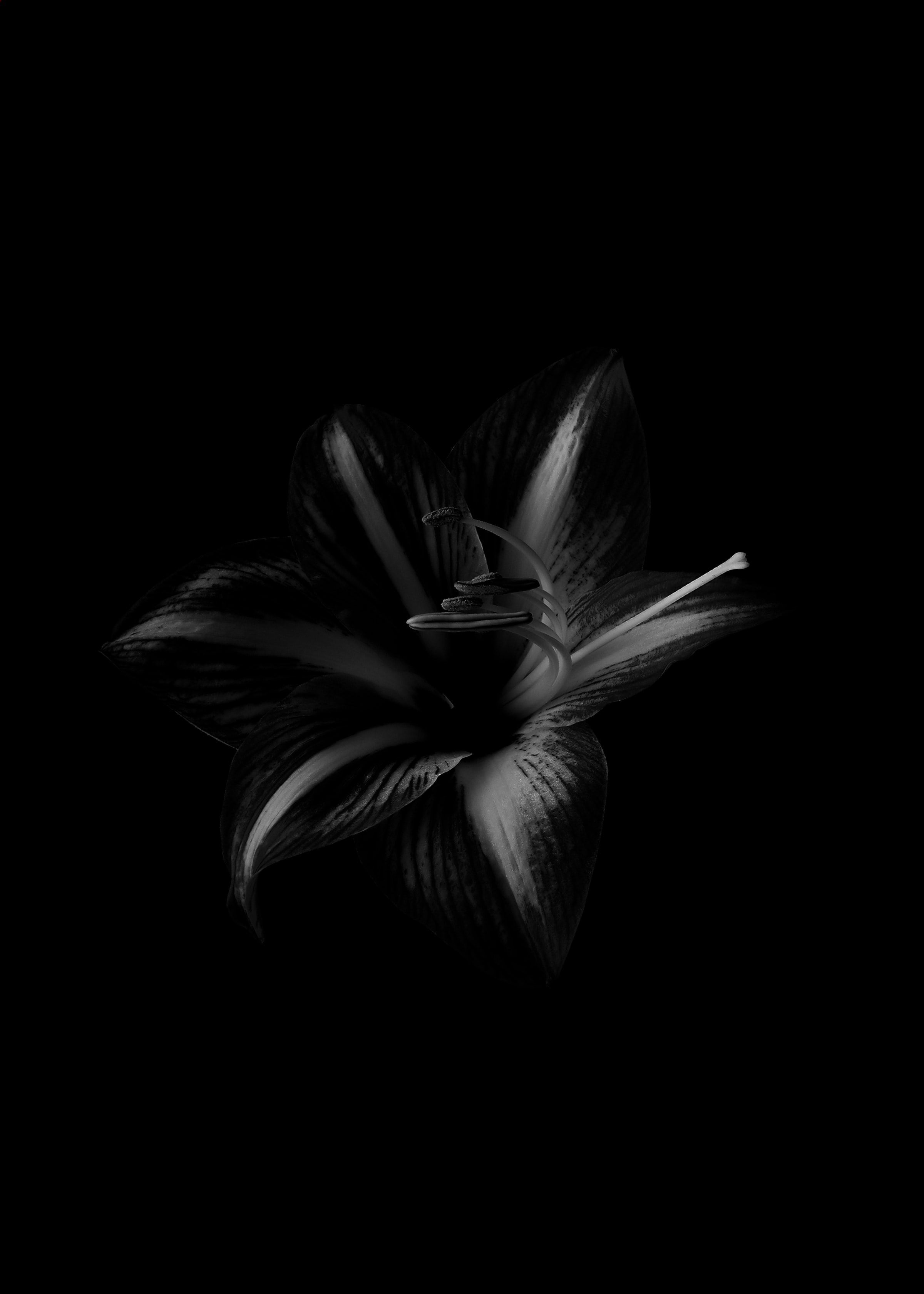 128114 descargar imagen flores, negro, flor, el negro, bw, chb, lirio, azucena: fondos de pantalla y protectores de pantalla gratis