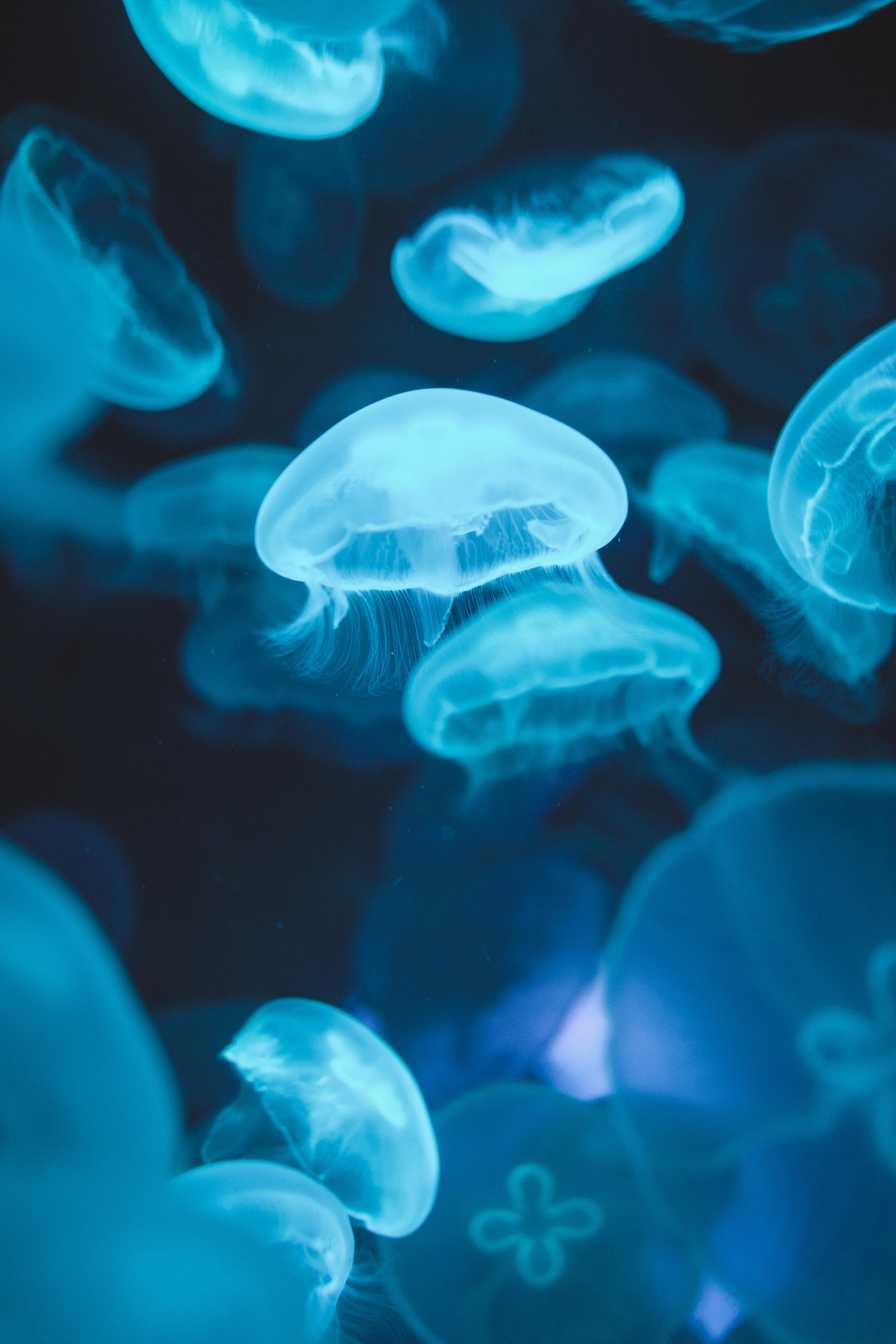 106036 скачать обои медузы, люминесценция, подводный мир, животные, синий, свечение - заставки и картинки бесплатно
