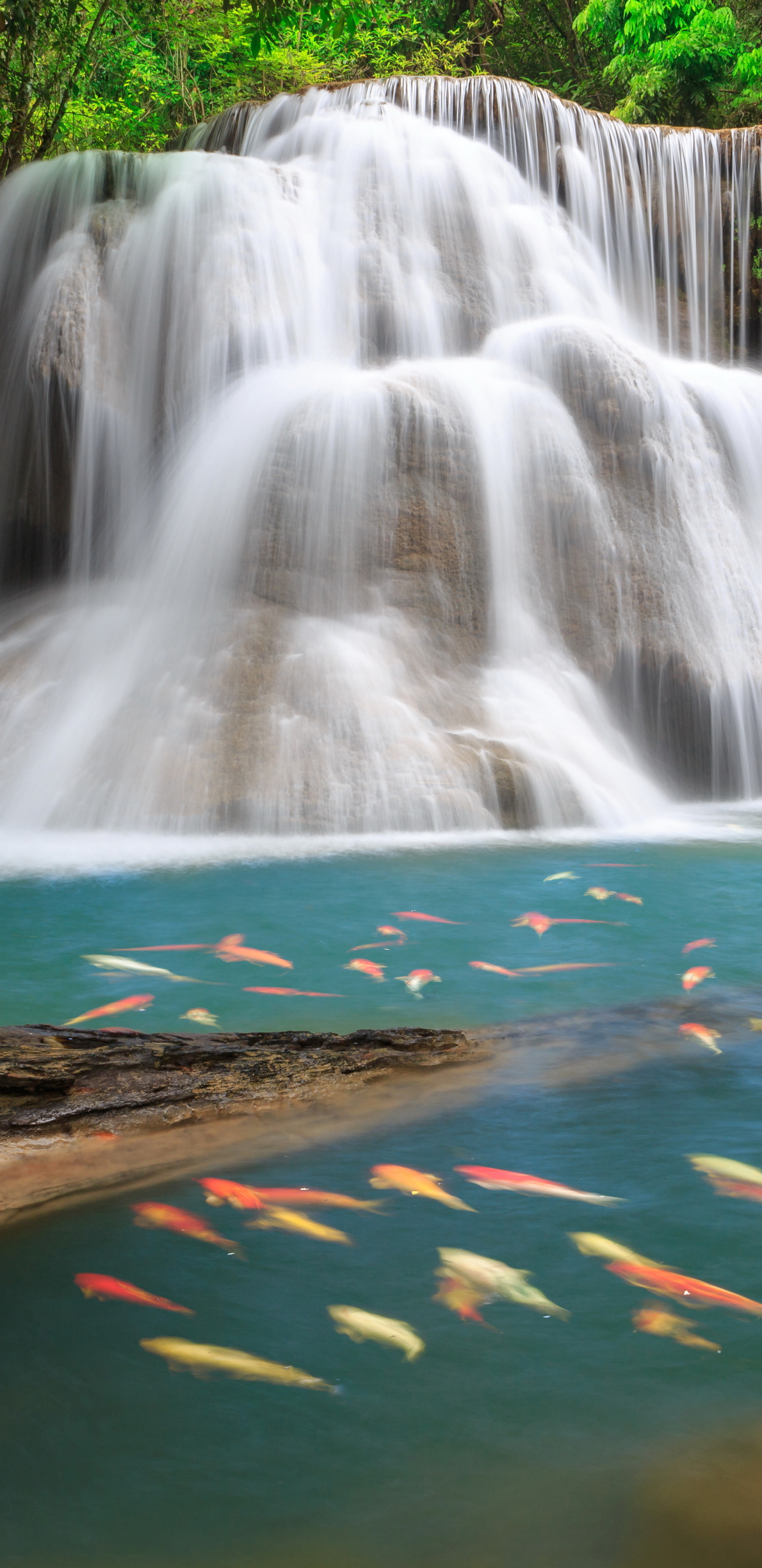 Free download wallpaper Nature, Waterfalls, Waterfall, Earth, Fish, Koi on your PC desktop