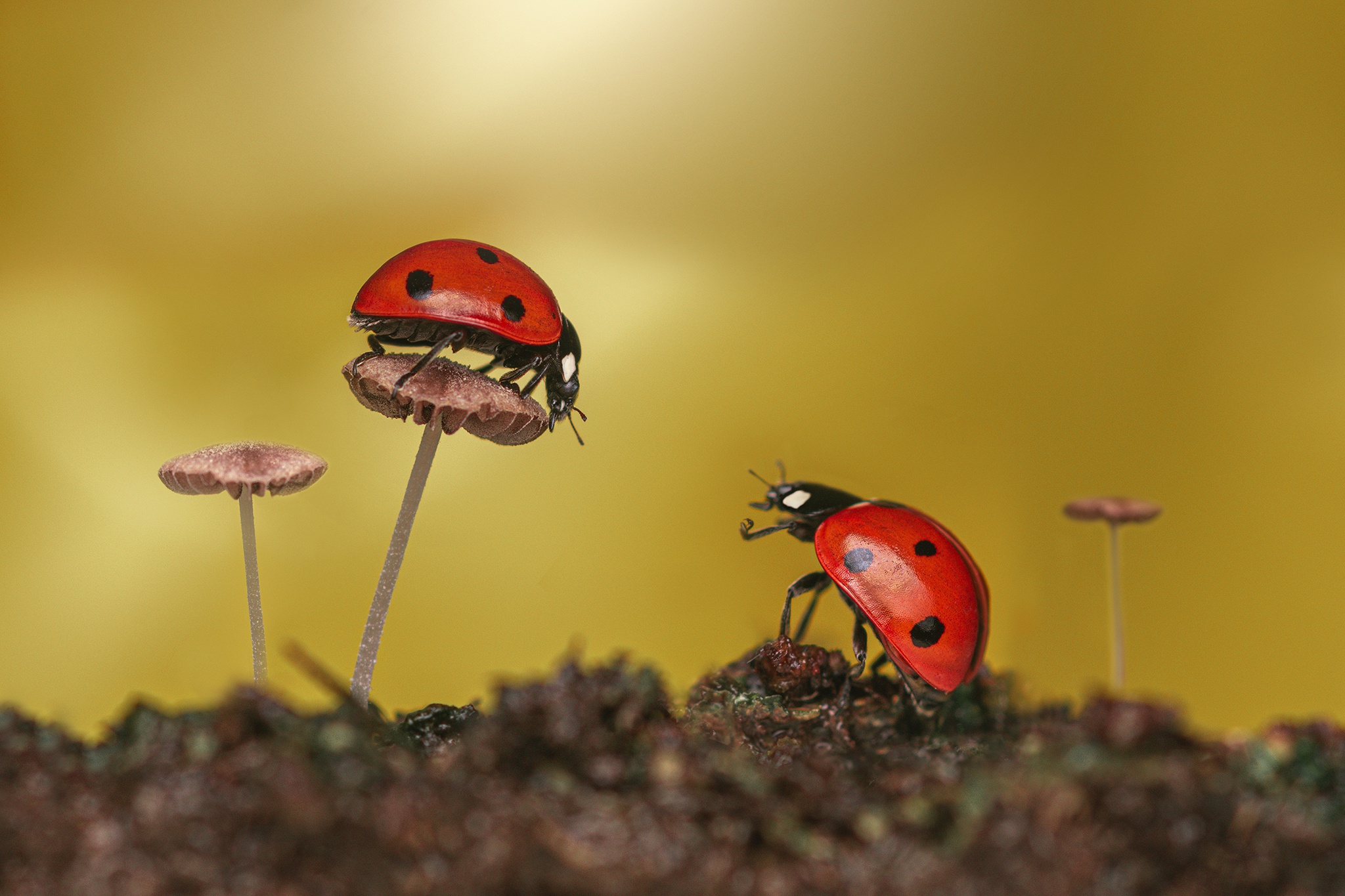 Free download wallpaper Macro, Animal, Ladybug on your PC desktop