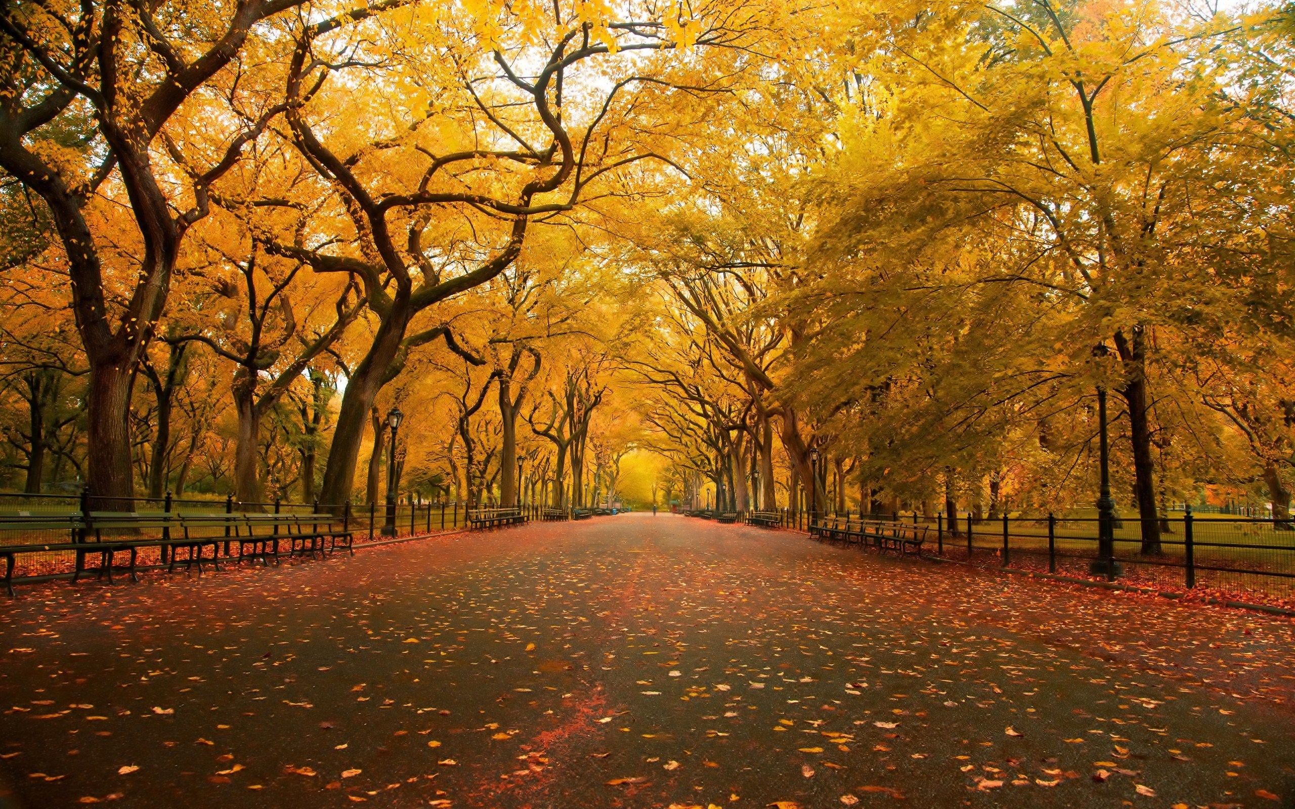 無料モバイル壁紙自然, 木, 秋, 道, 公園, 写真撮影をダウンロードします。