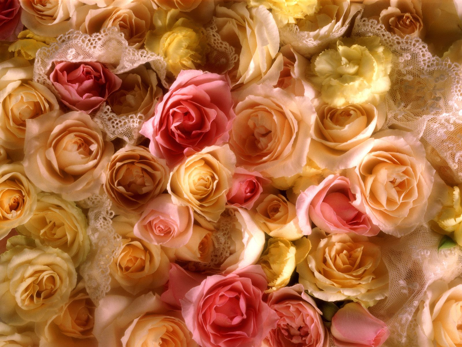 Handy-Wallpaper Blumen, Blume, Rose, Nahansicht, Pastell, Erde/natur kostenlos herunterladen.