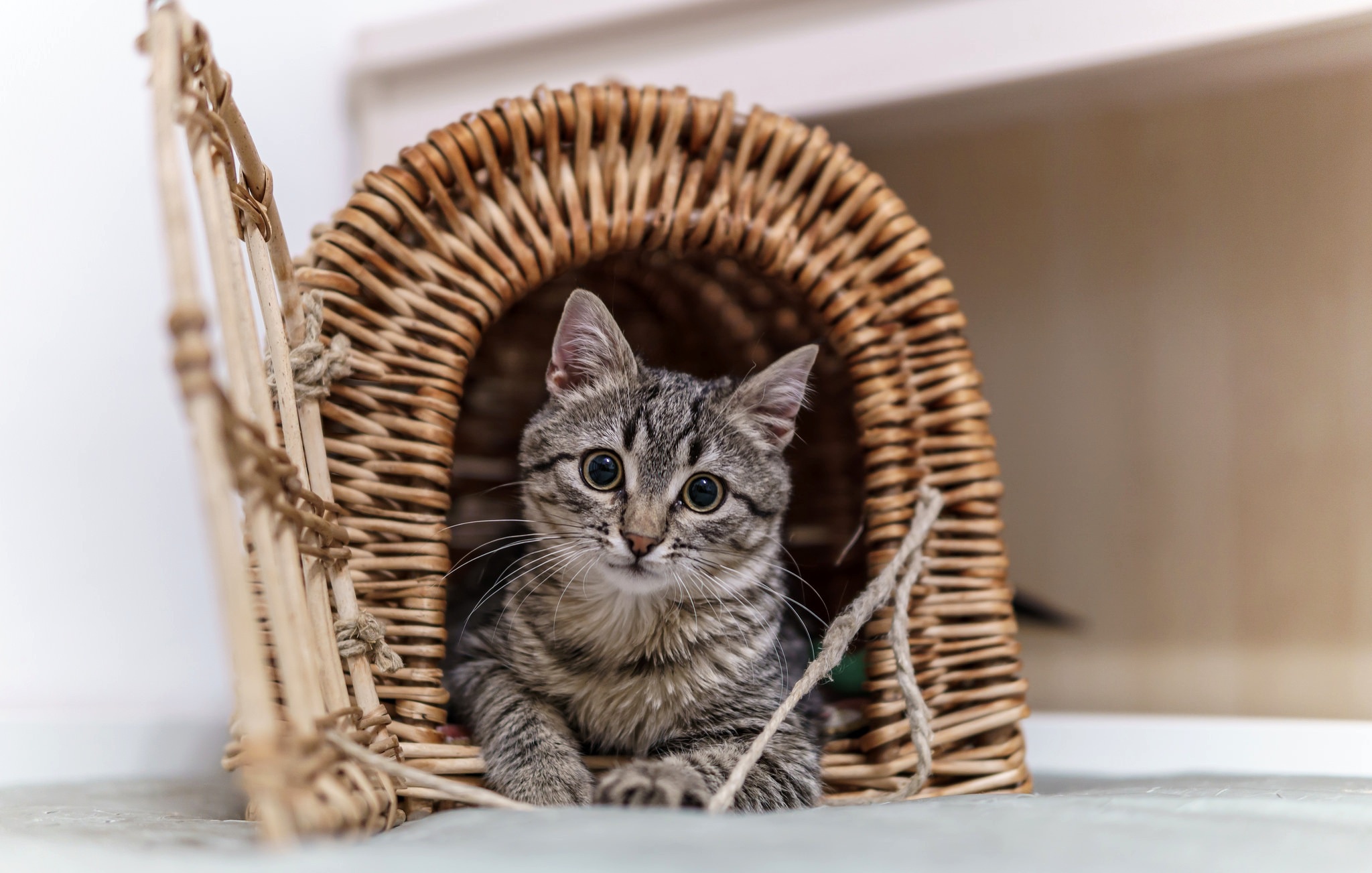 Descarga gratuita de fondo de pantalla para móvil de Animales, Gatos, Gato, Mirar Fijamente.