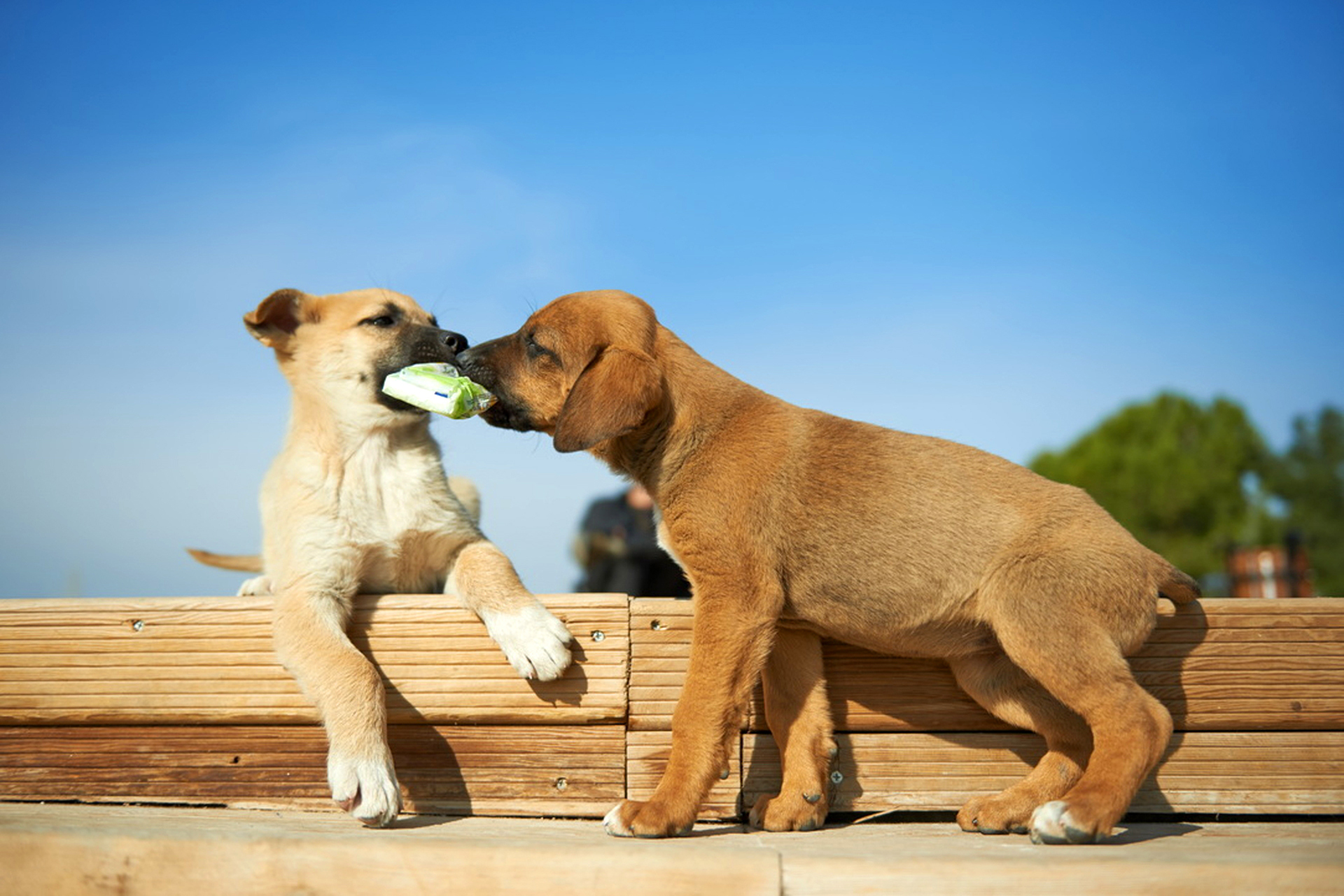 Baixar papel de parede para celular de Cães, Cão, Animais gratuito.