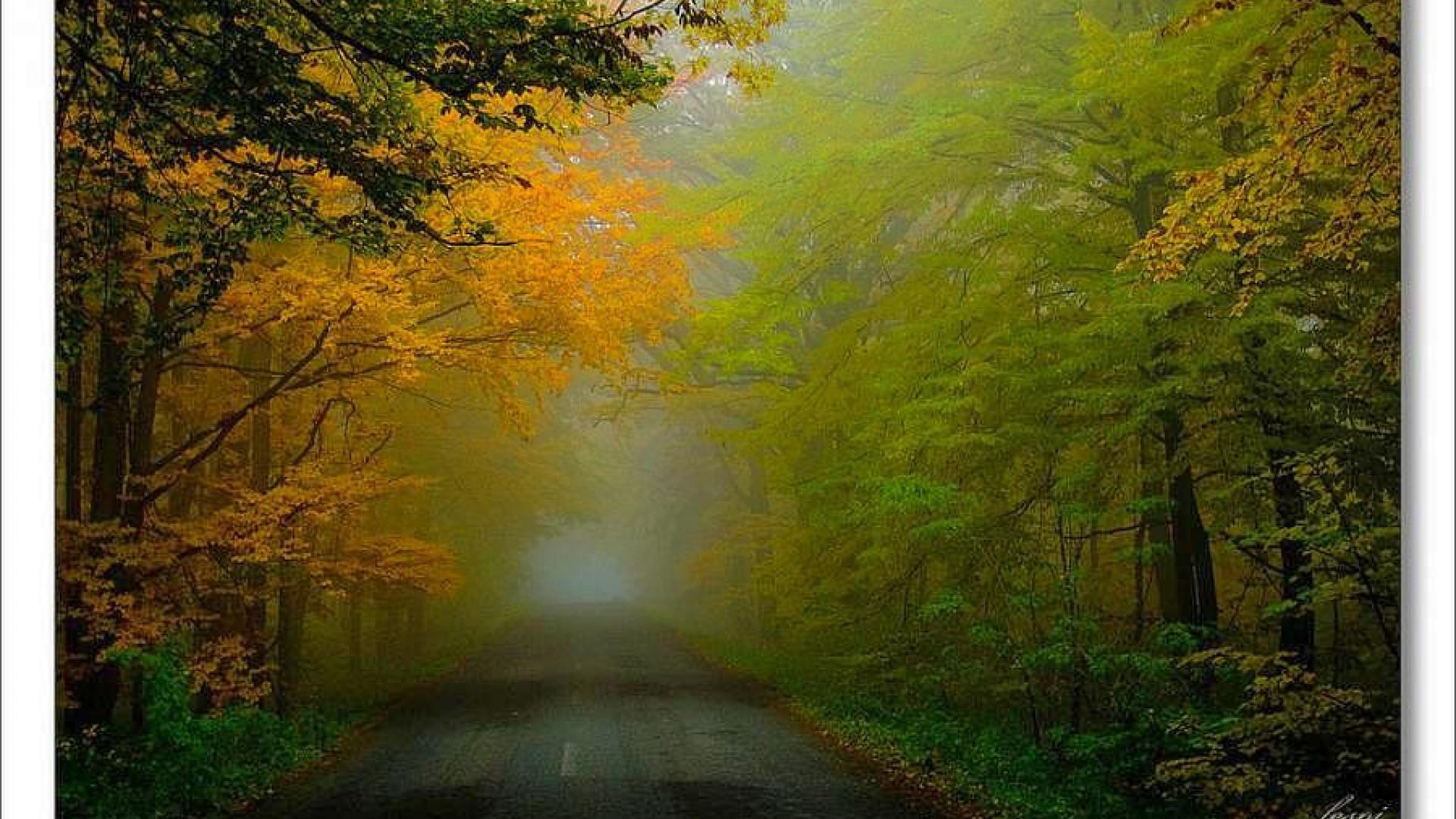 Download mobile wallpaper Road, Forest, Fog, Fall, Man Made for free.