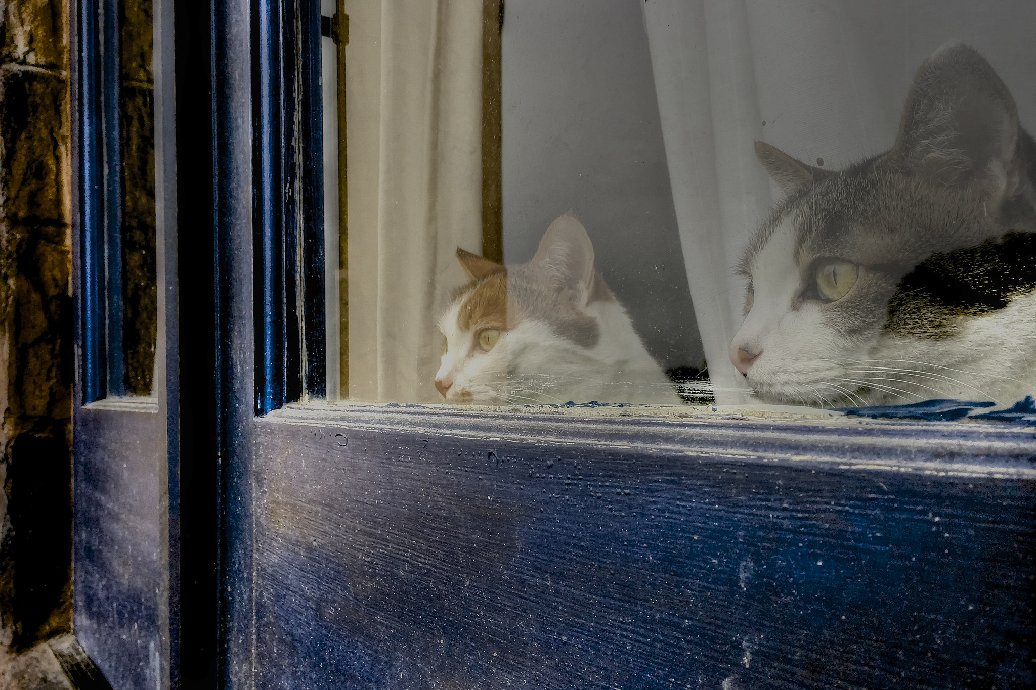 Download mobile wallpaper Cats, Cat, Window, Animal for free.