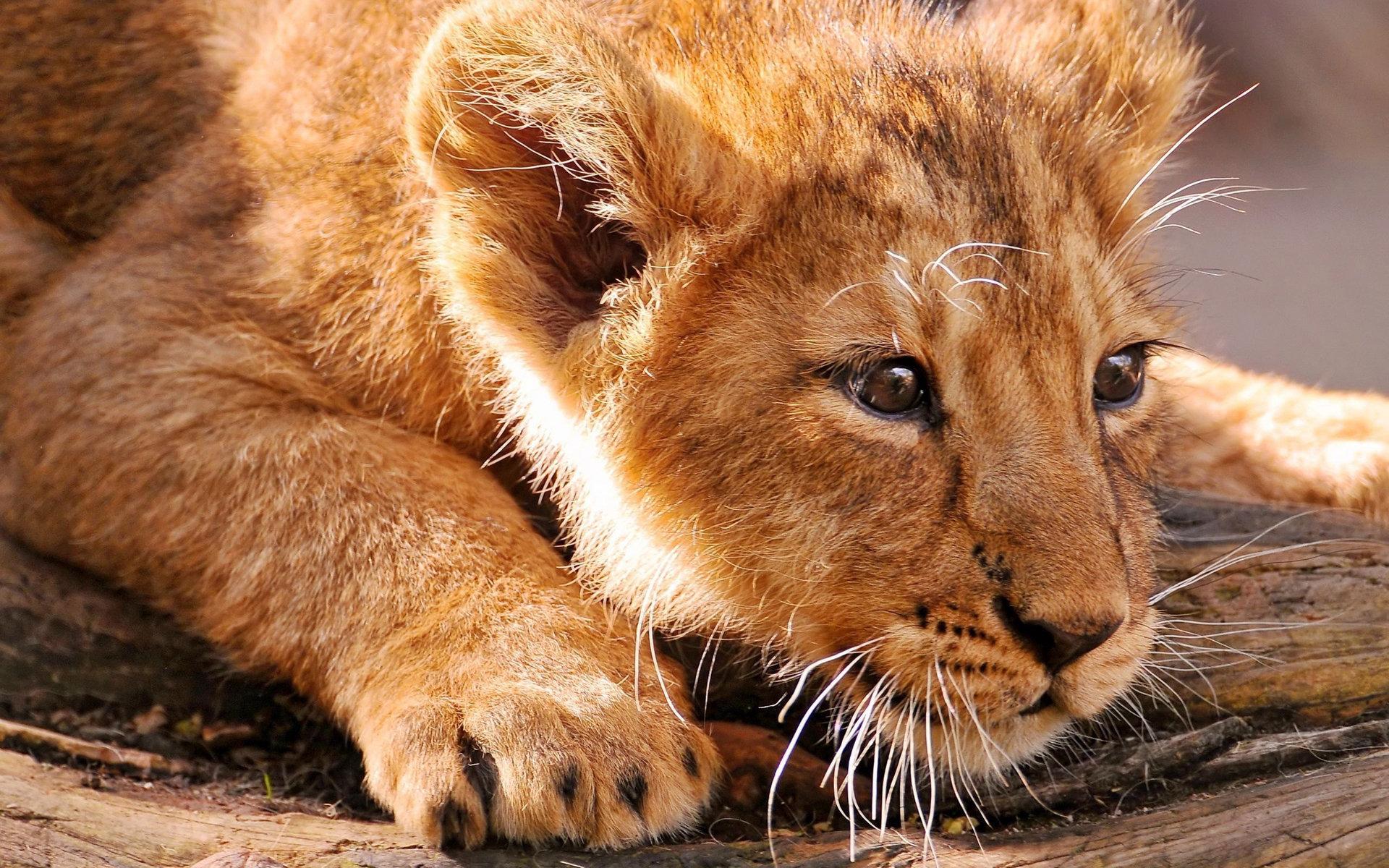 Téléchargez des papiers peints mobile Animaux, Chats, Lion gratuitement.