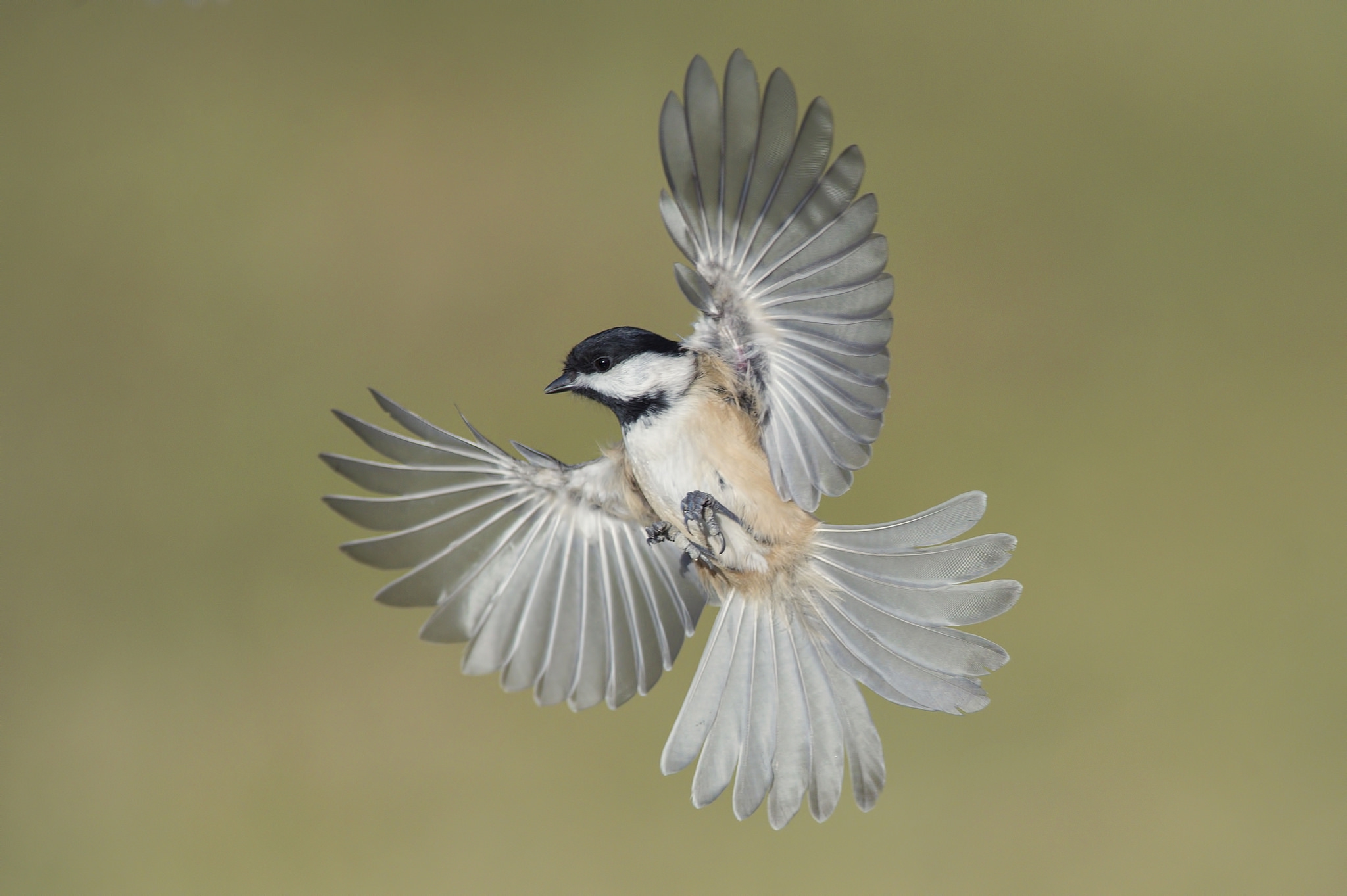 Free download wallpaper Birds, Animal, Titmouse on your PC desktop