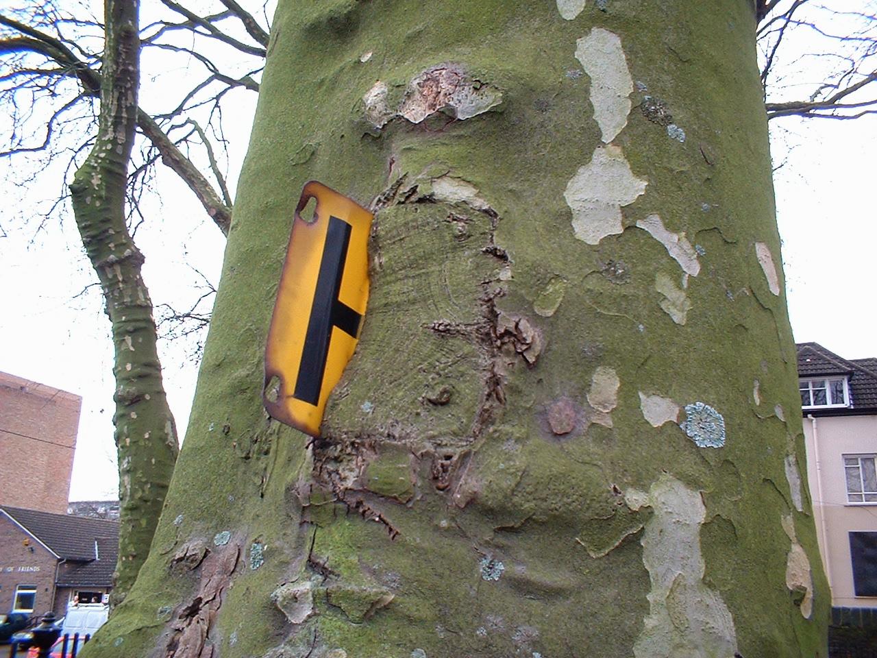 Laden Sie das Baum, Erde/natur-Bild kostenlos auf Ihren PC-Desktop herunter