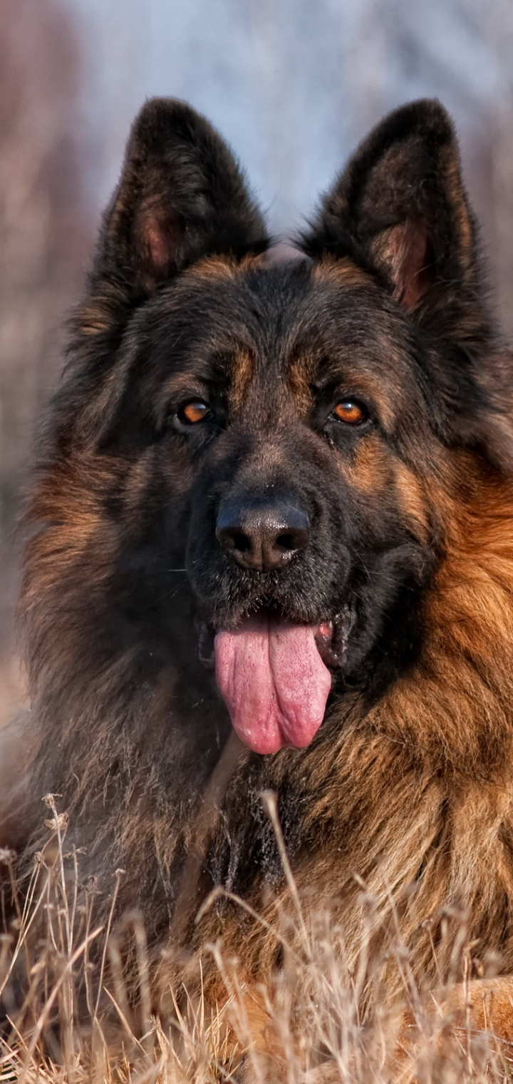 Download mobile wallpaper Dogs, Animal, German Shepherd for free.
