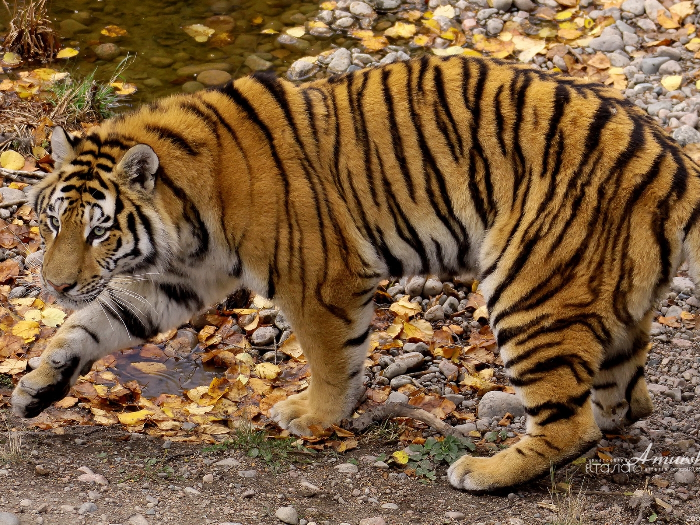 Full HD Wallpaper tigers, animals, orange