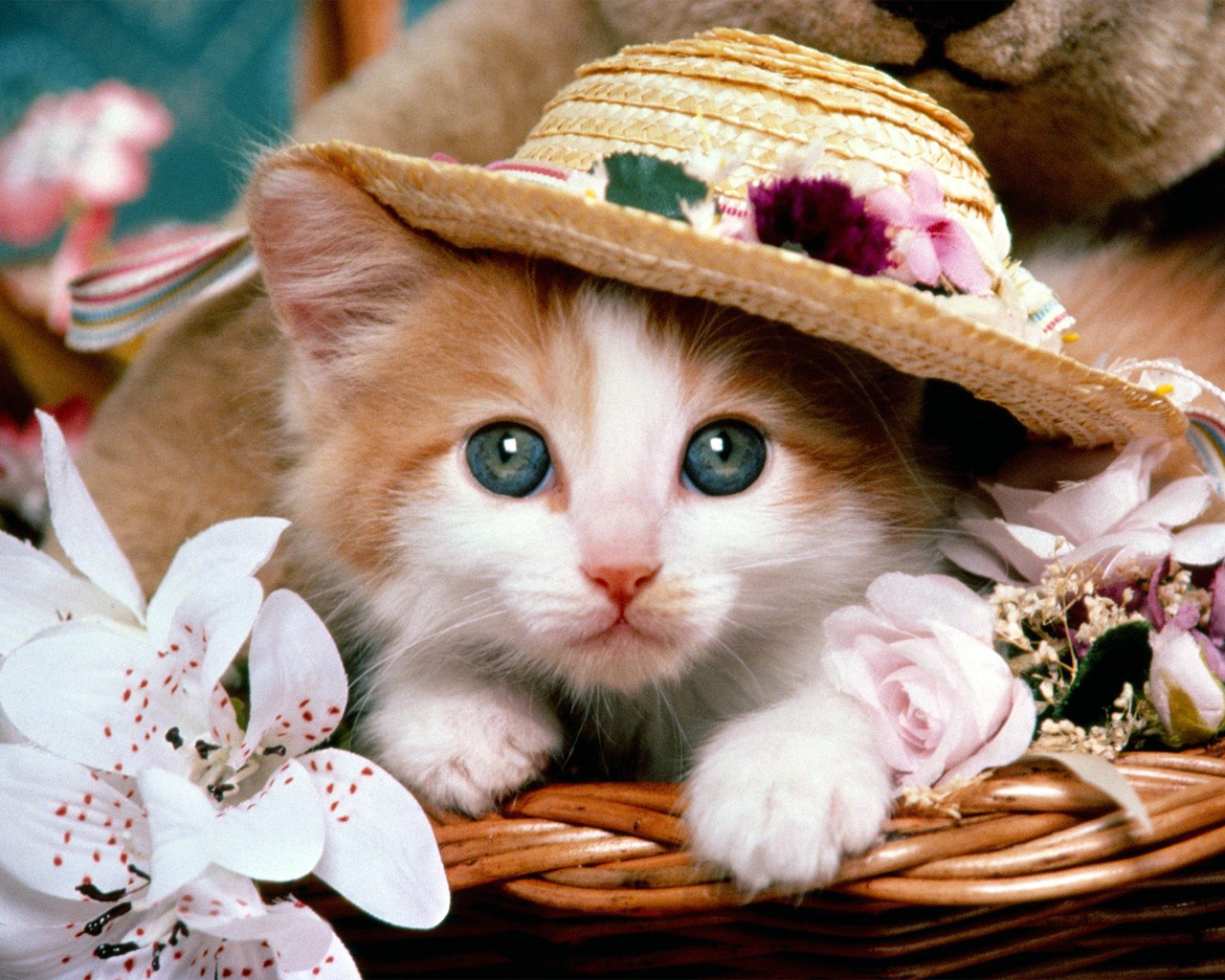 Laden Sie das Tiere, Katze-Bild kostenlos auf Ihren PC-Desktop herunter