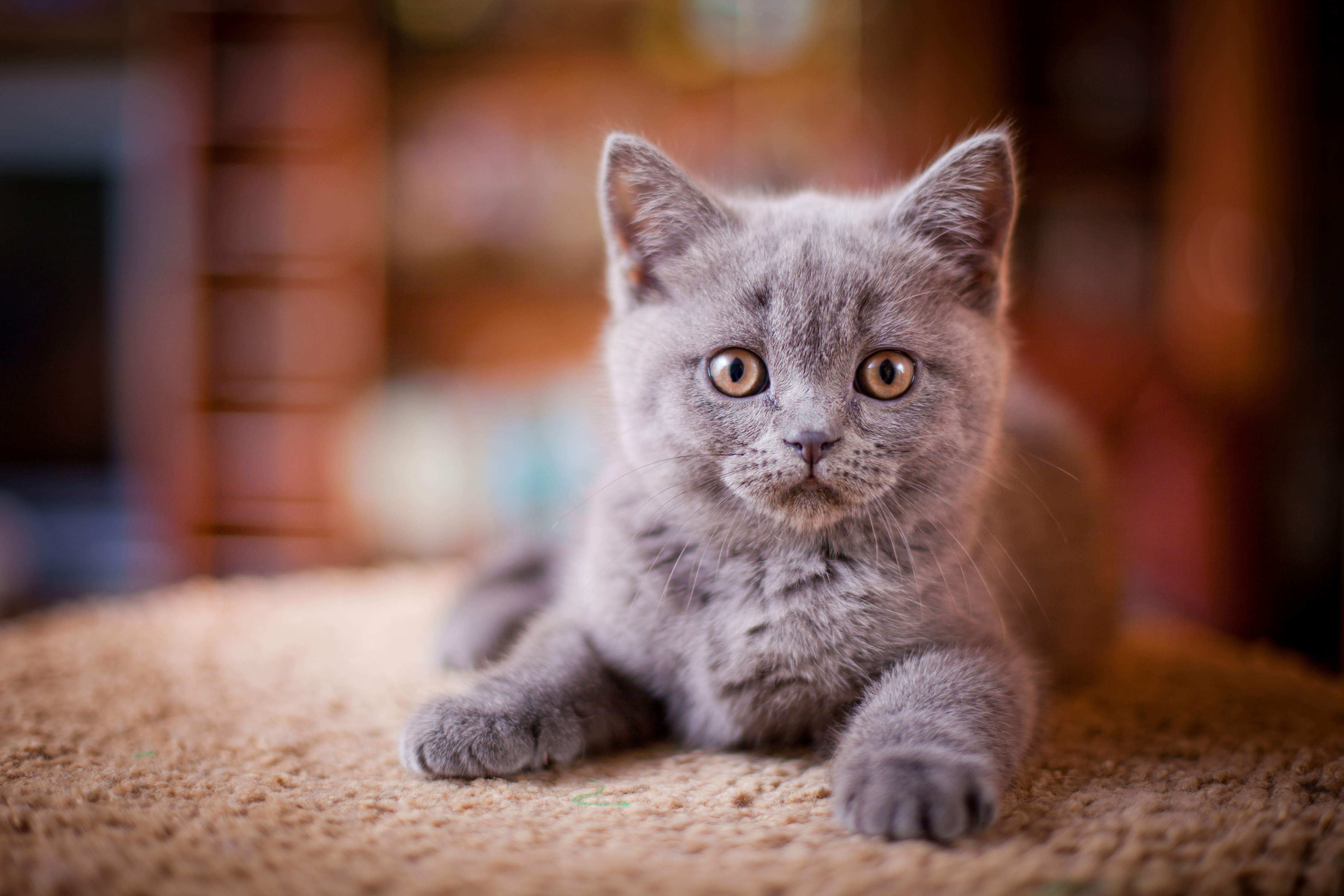 Téléchargez gratuitement l'image Animaux, Chats, Chat, Chaton sur le bureau de votre PC