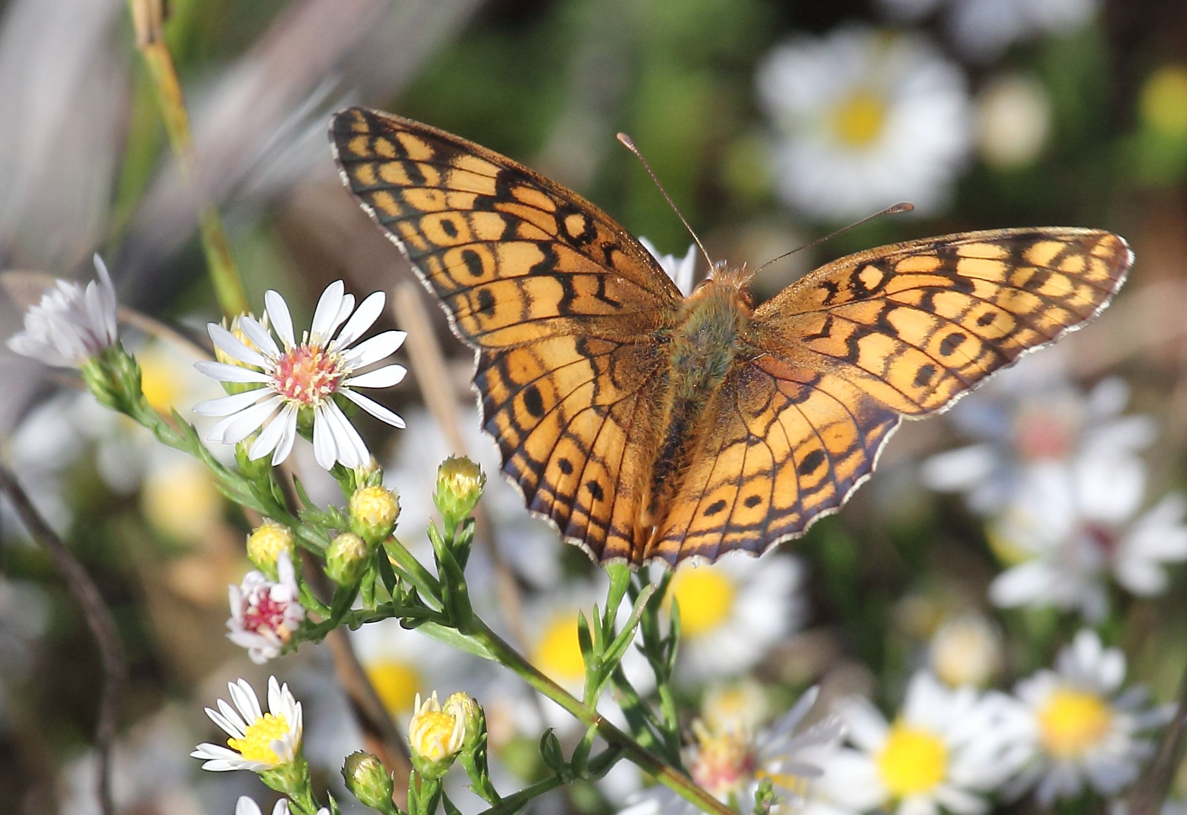 Free download wallpaper Butterfly, Animal on your PC desktop