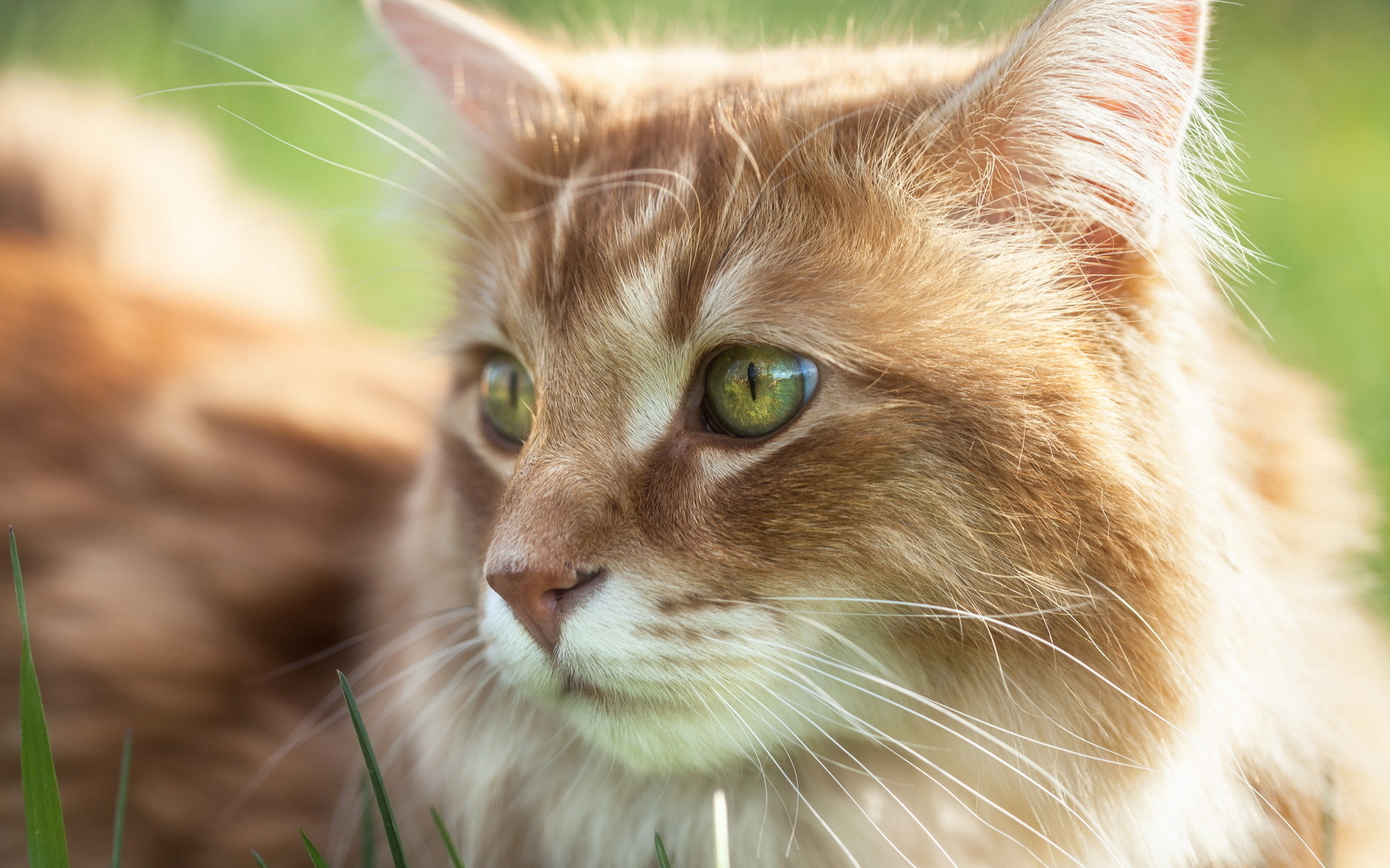 Téléchargez gratuitement l'image Animaux, Chats, Chat sur le bureau de votre PC