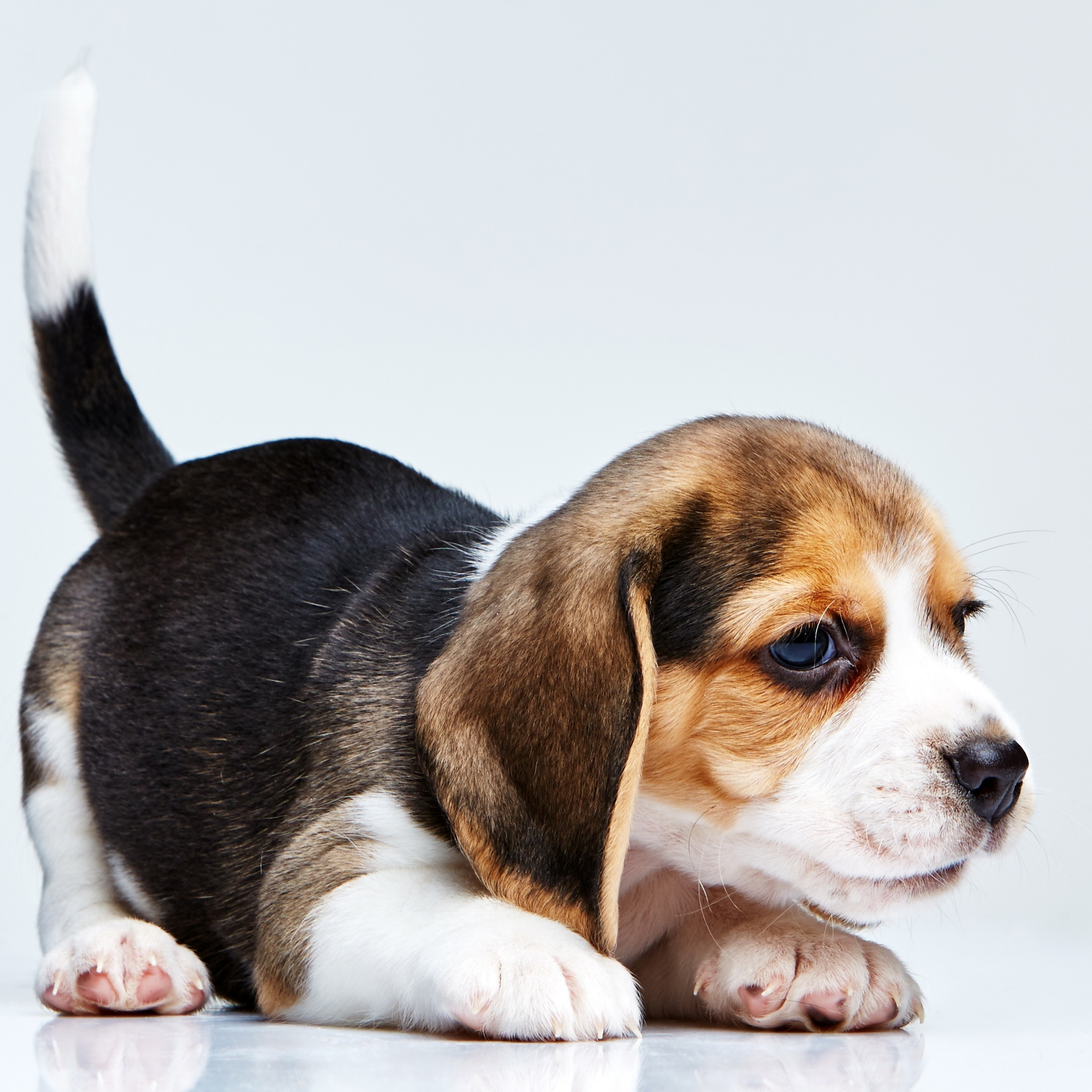 Download mobile wallpaper Beagle, Dogs, Animal for free.