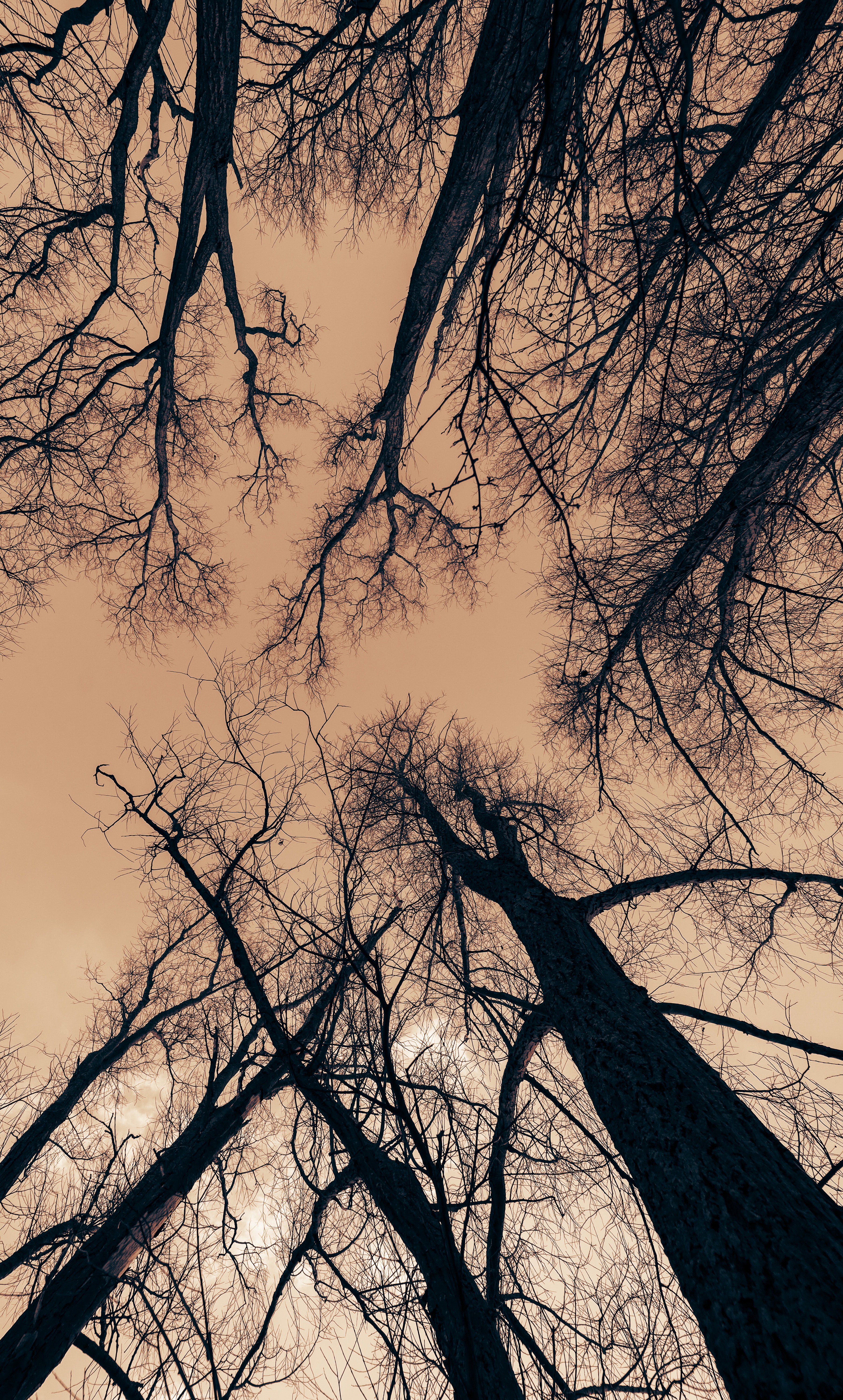 Download mobile wallpaper Branches, Trees, Dusk, Sky, Twilight, Nature for free.