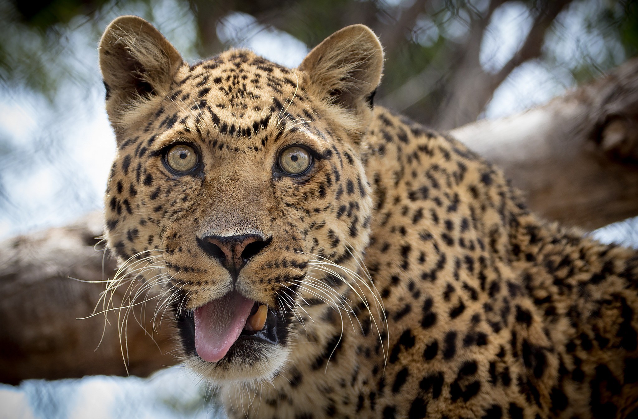 Скачать картинку Смешные, Леопард, Животные, Кошки в телефон бесплатно.