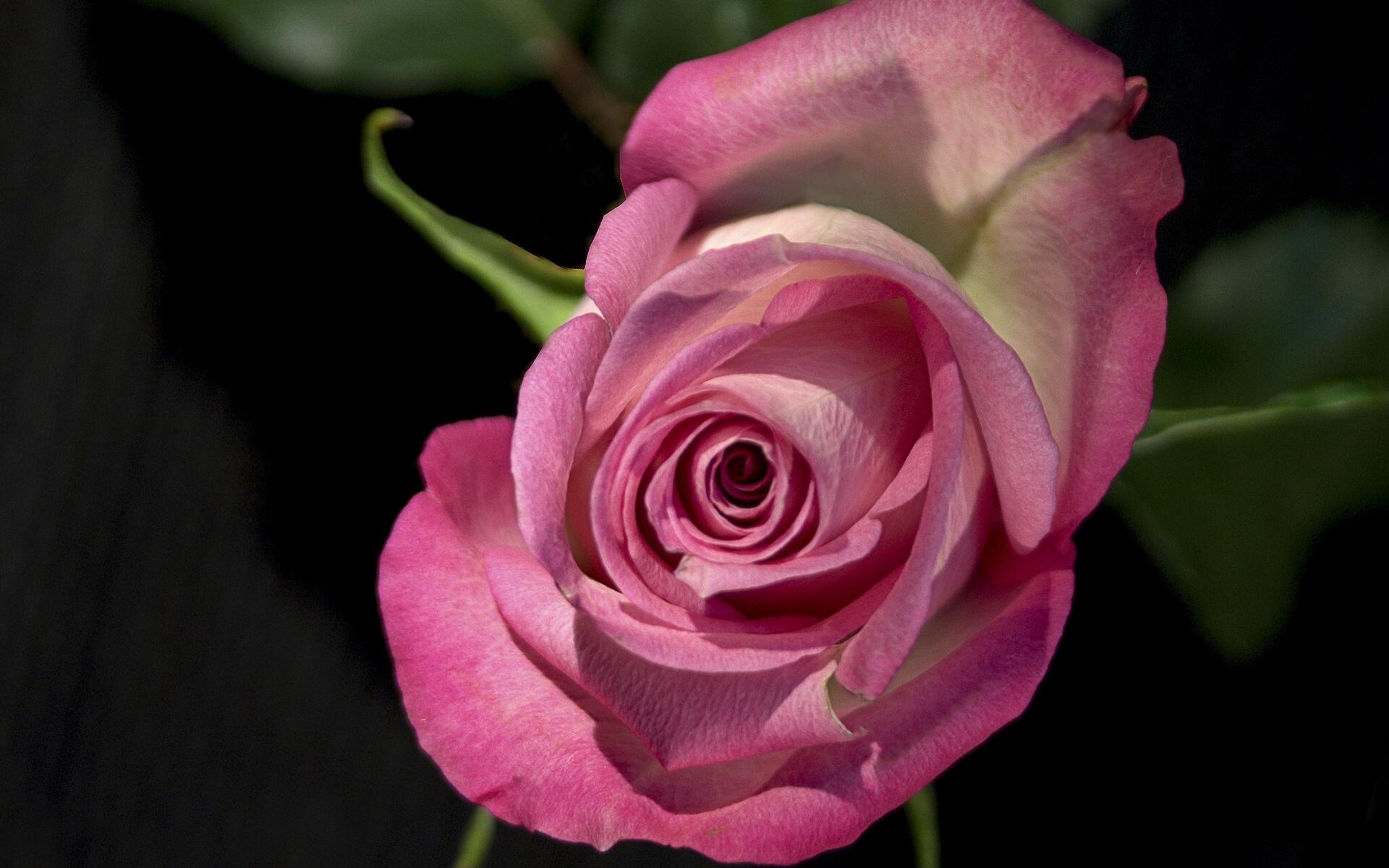 Téléchargez gratuitement l'image Fleurs, Rose, Terre/nature sur le bureau de votre PC