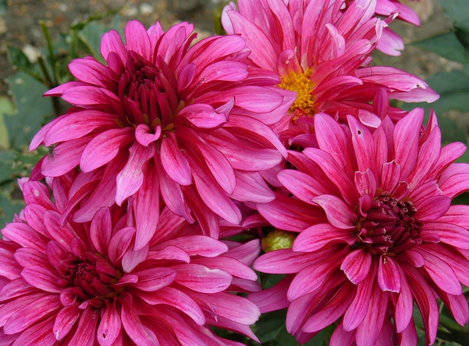 Laden Sie das Blütenblätter, Nahaufnahme, Nahansicht, Dahlien, Blumen-Bild kostenlos auf Ihren PC-Desktop herunter
