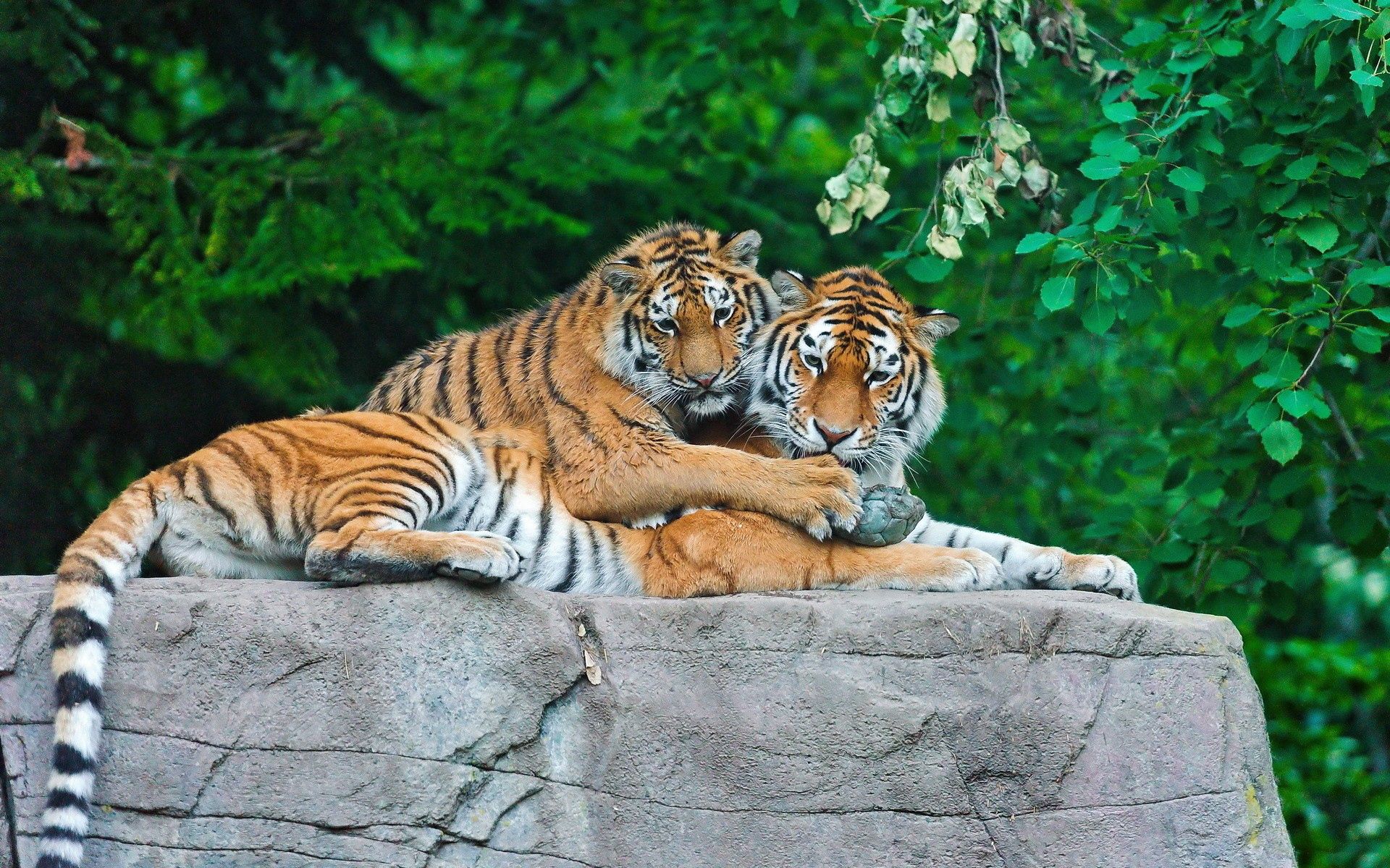 117710 скачать картинку тигры, пара, хищники, животные, трава, листья, камень - обои и заставки бесплатно