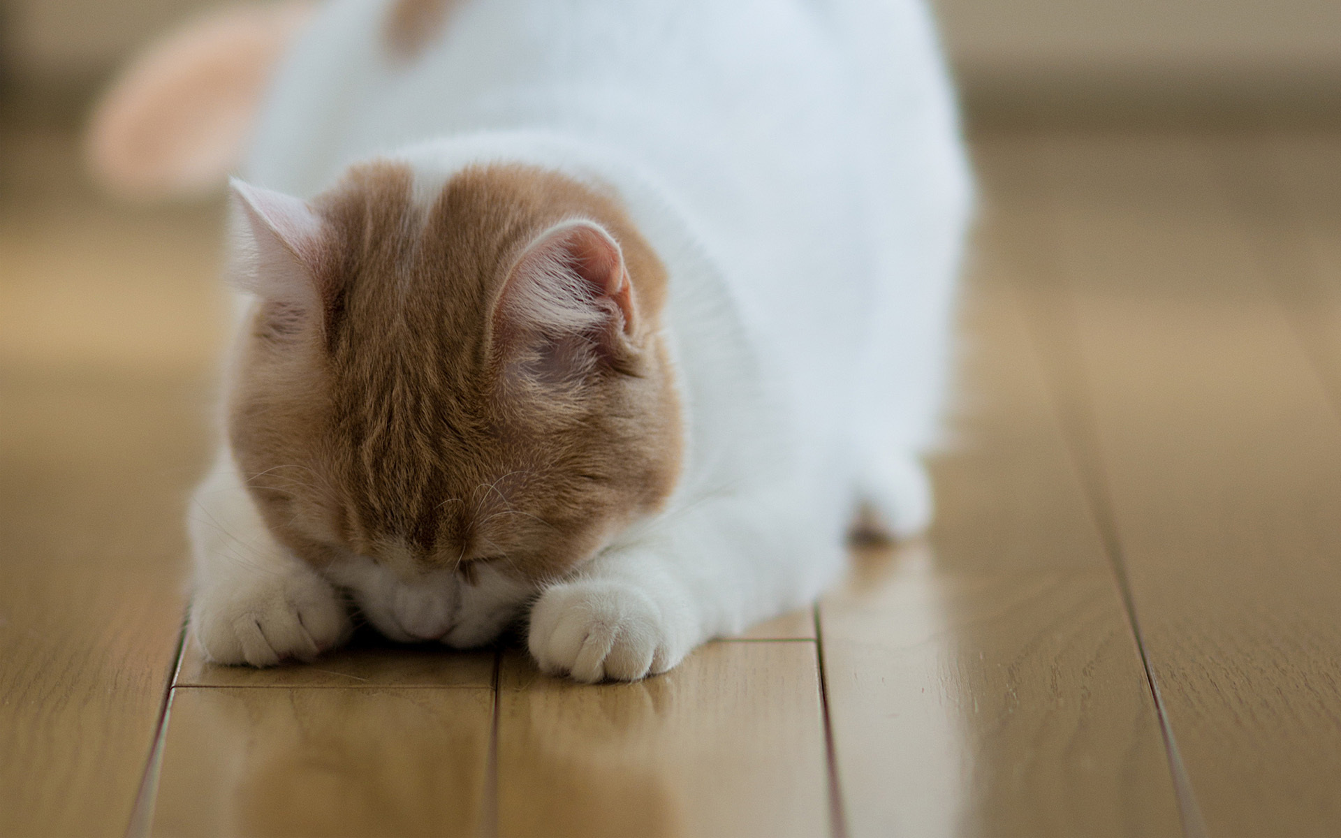 Baixar papel de parede para celular de Animais, Gatos, Gato gratuito.