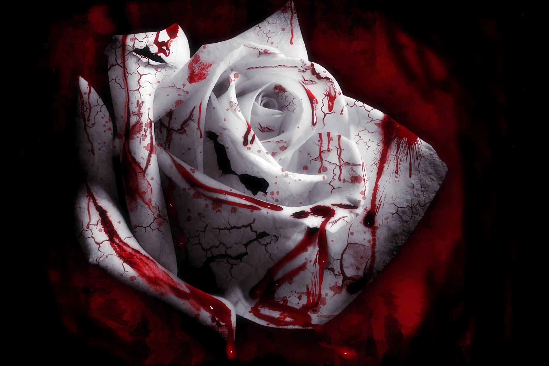 無料モバイル壁紙花, 暗い, 薔薇, ホワイトローズ, 白い花, 血をダウンロードします。
