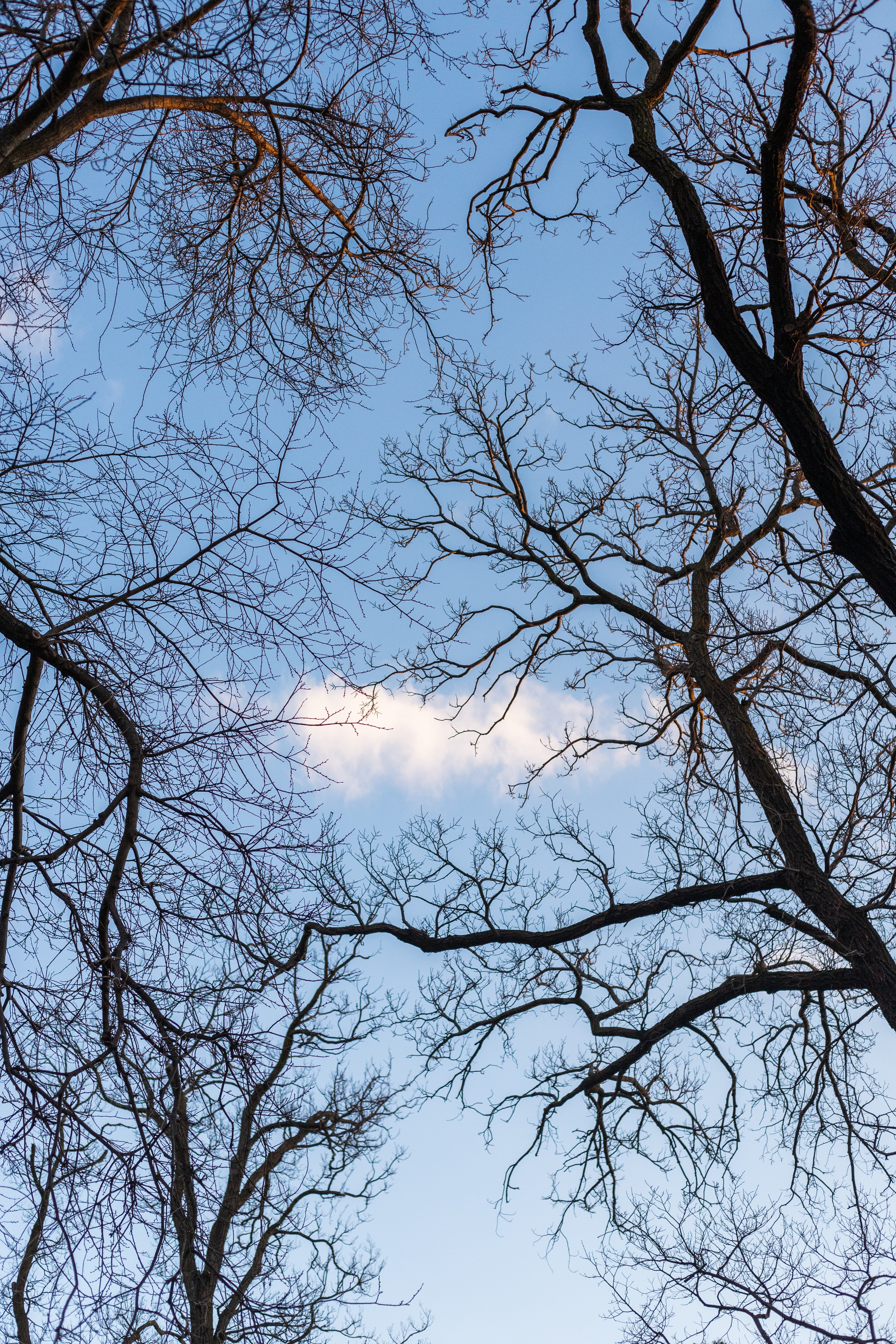Free download wallpaper Trees, Sky, Branches, Nature, Cloud on your PC desktop