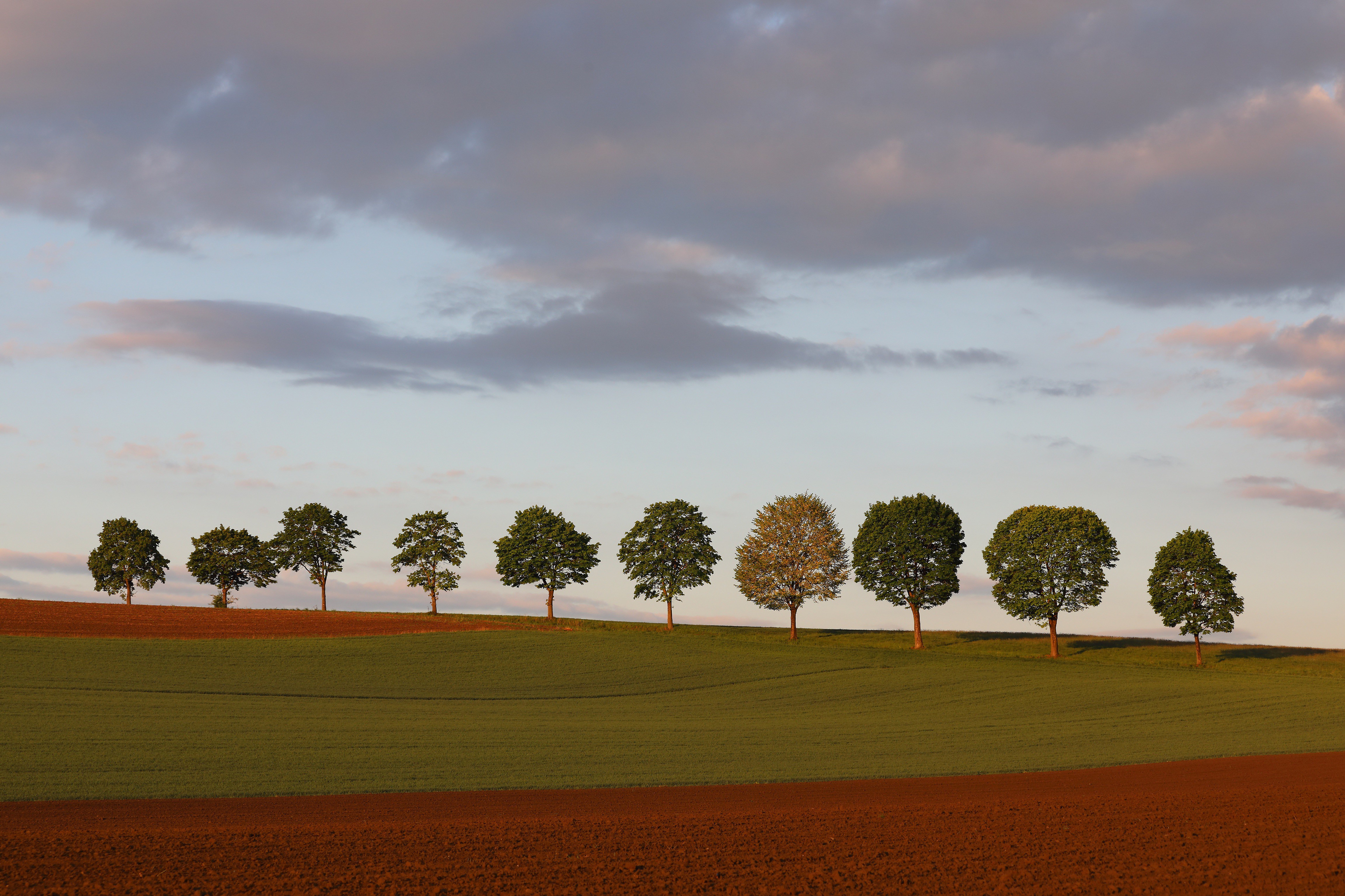Free download wallpaper Trees, Tree, Earth, Field on your PC desktop