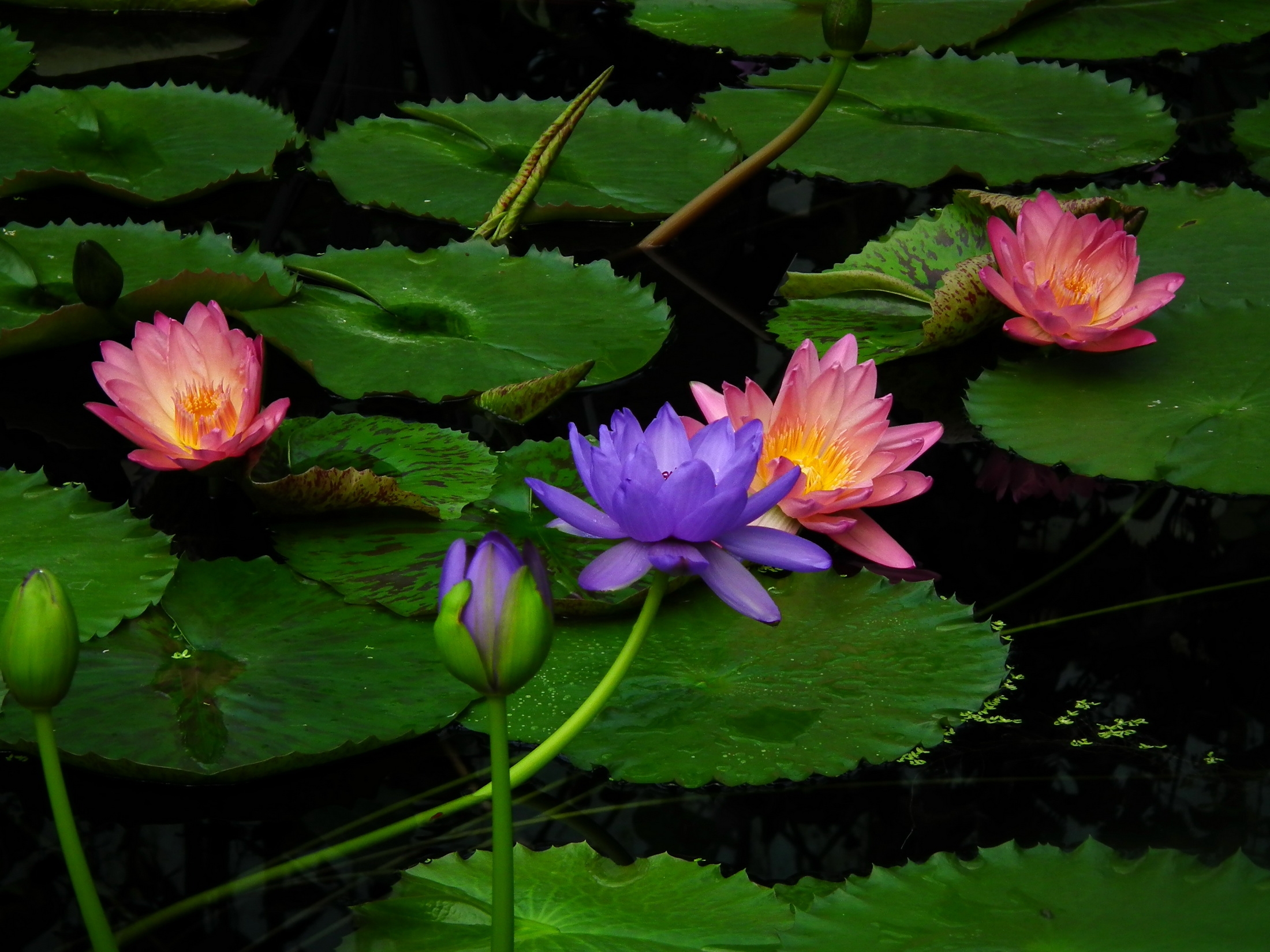 water, lilies, leaves, flowers, water lilies