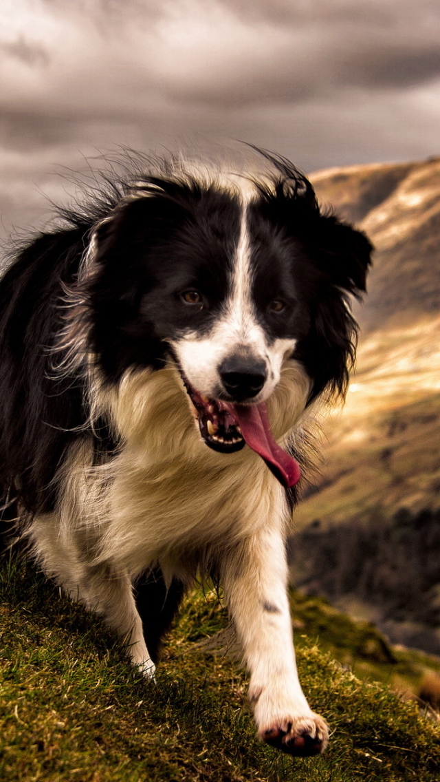 Handy-Wallpaper Tiere, Hunde, Border Collie kostenlos herunterladen.