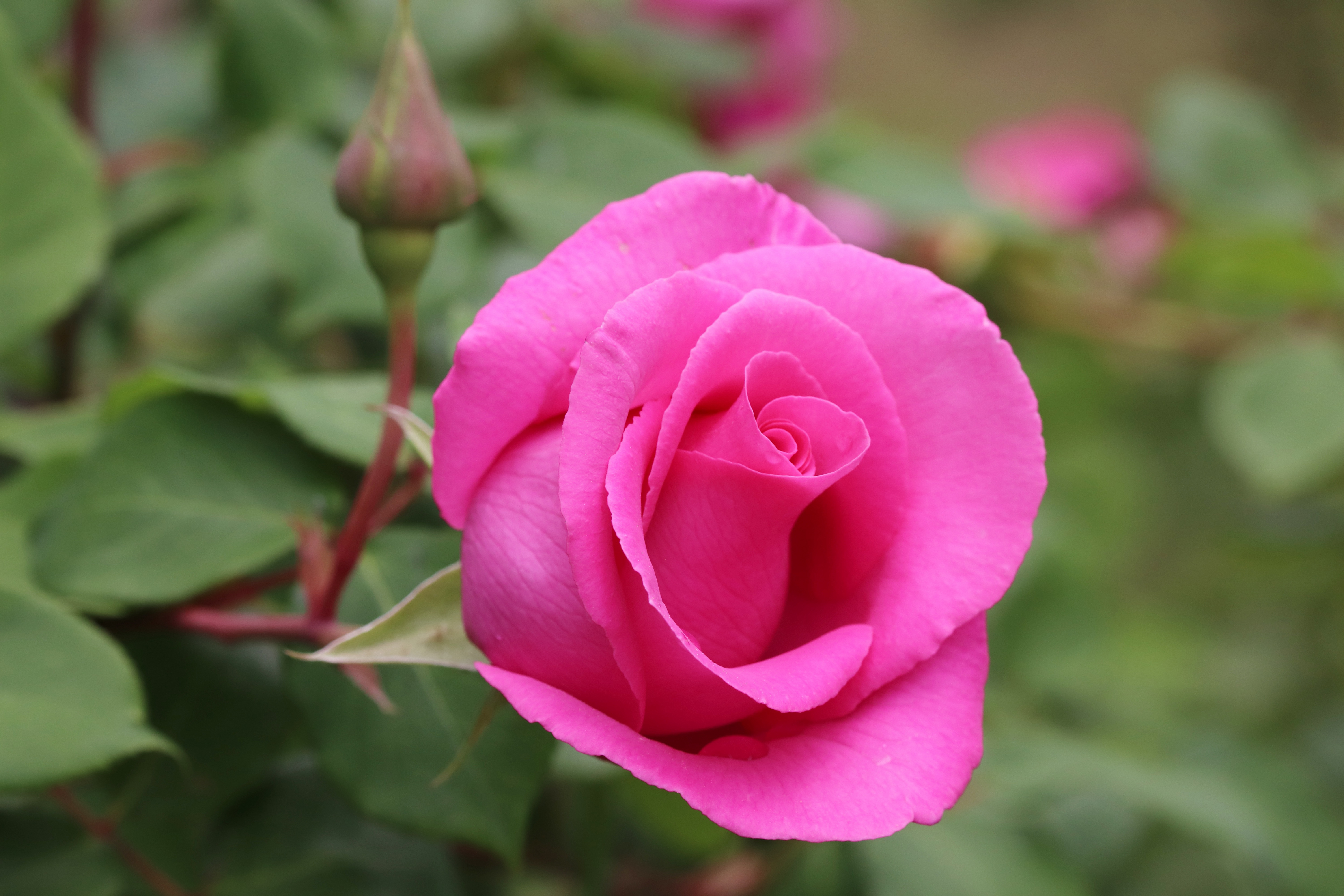 Free download wallpaper Flowers, Rose, Bud, Earth, Pink Flower, Pink Rose on your PC desktop