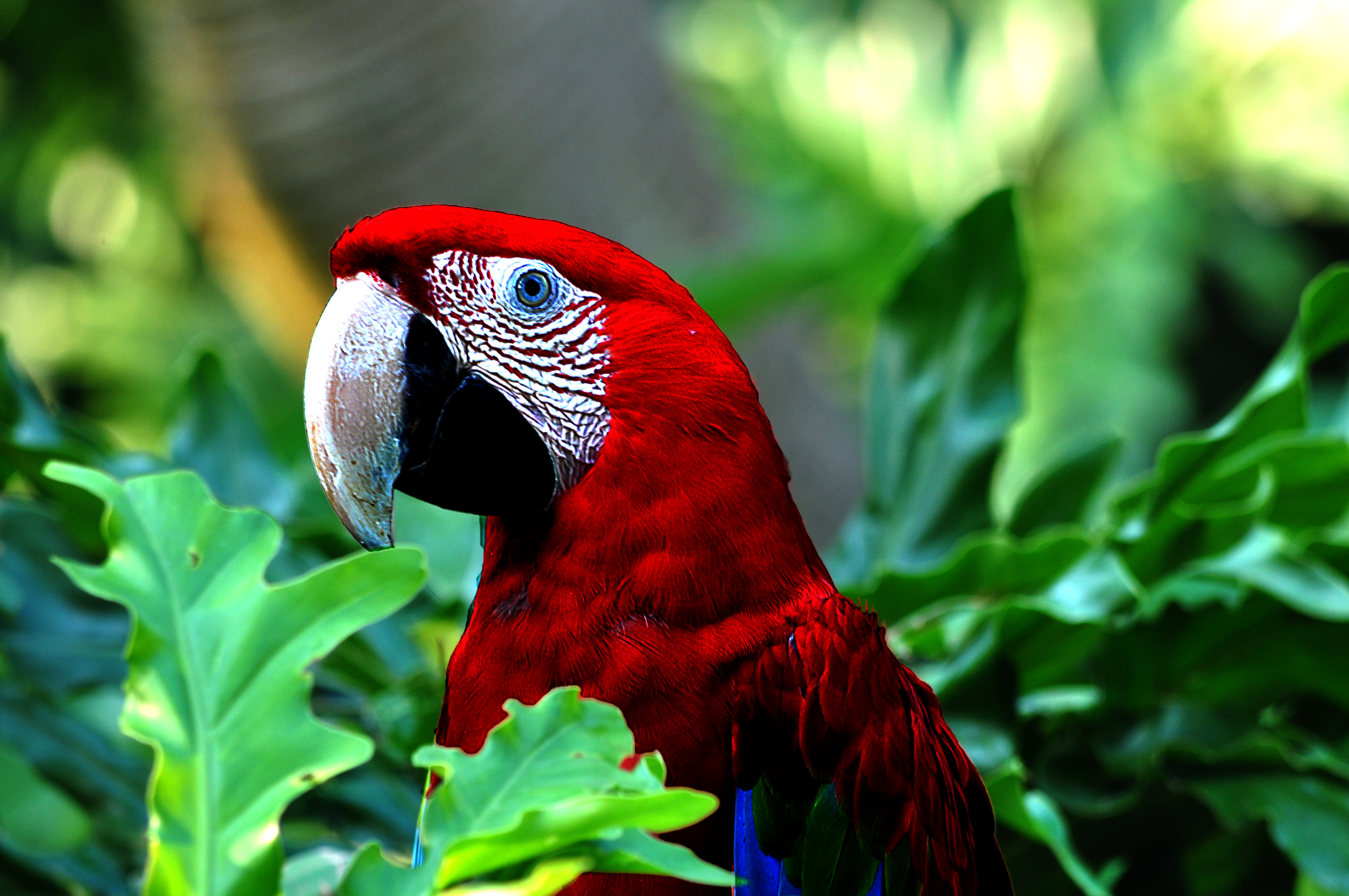 PCデスクトップに動物, 鳥, 葉, 閉じる, ボケ, 赤と緑のコンゴウインコ, スカーレット・コンゴウインコ画像を無料でダウンロード