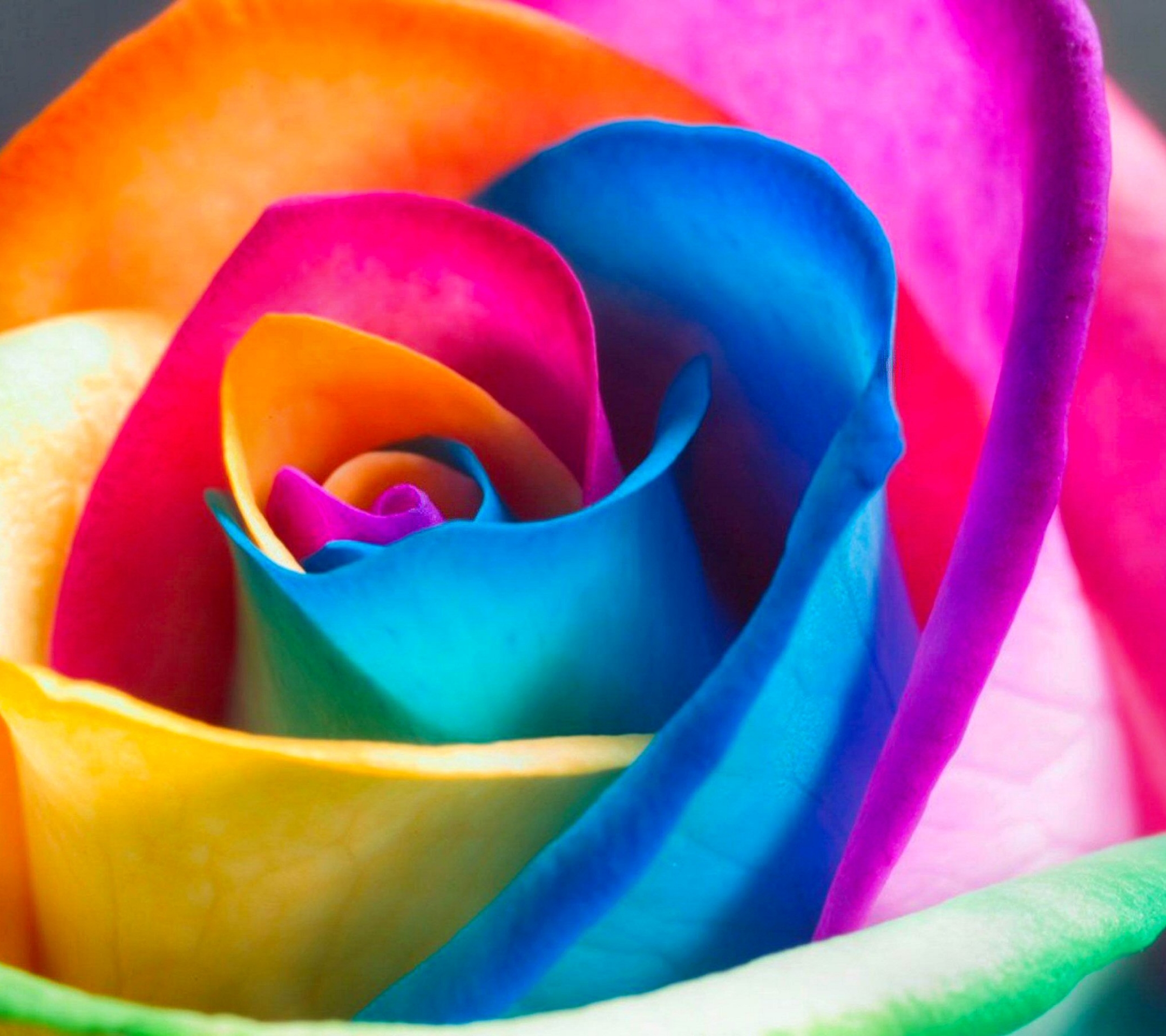 Free download wallpaper Flowers, Flower, Rose, Earth, Colorful on your PC desktop