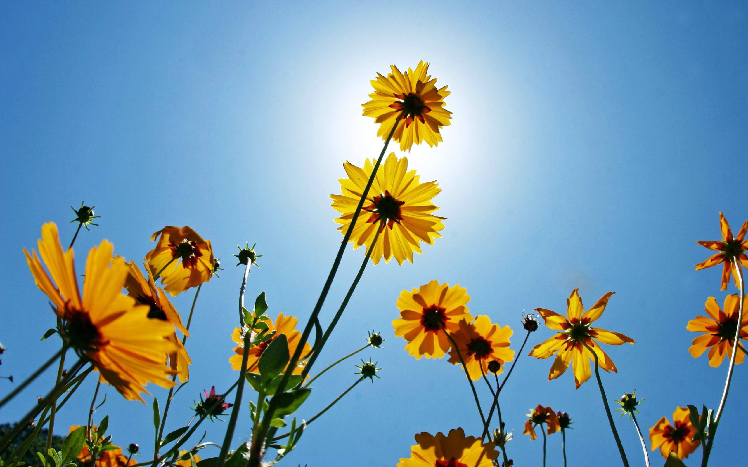 Descarga gratuita de fondo de pantalla para móvil de Flores, Flor, Tierra/naturaleza.