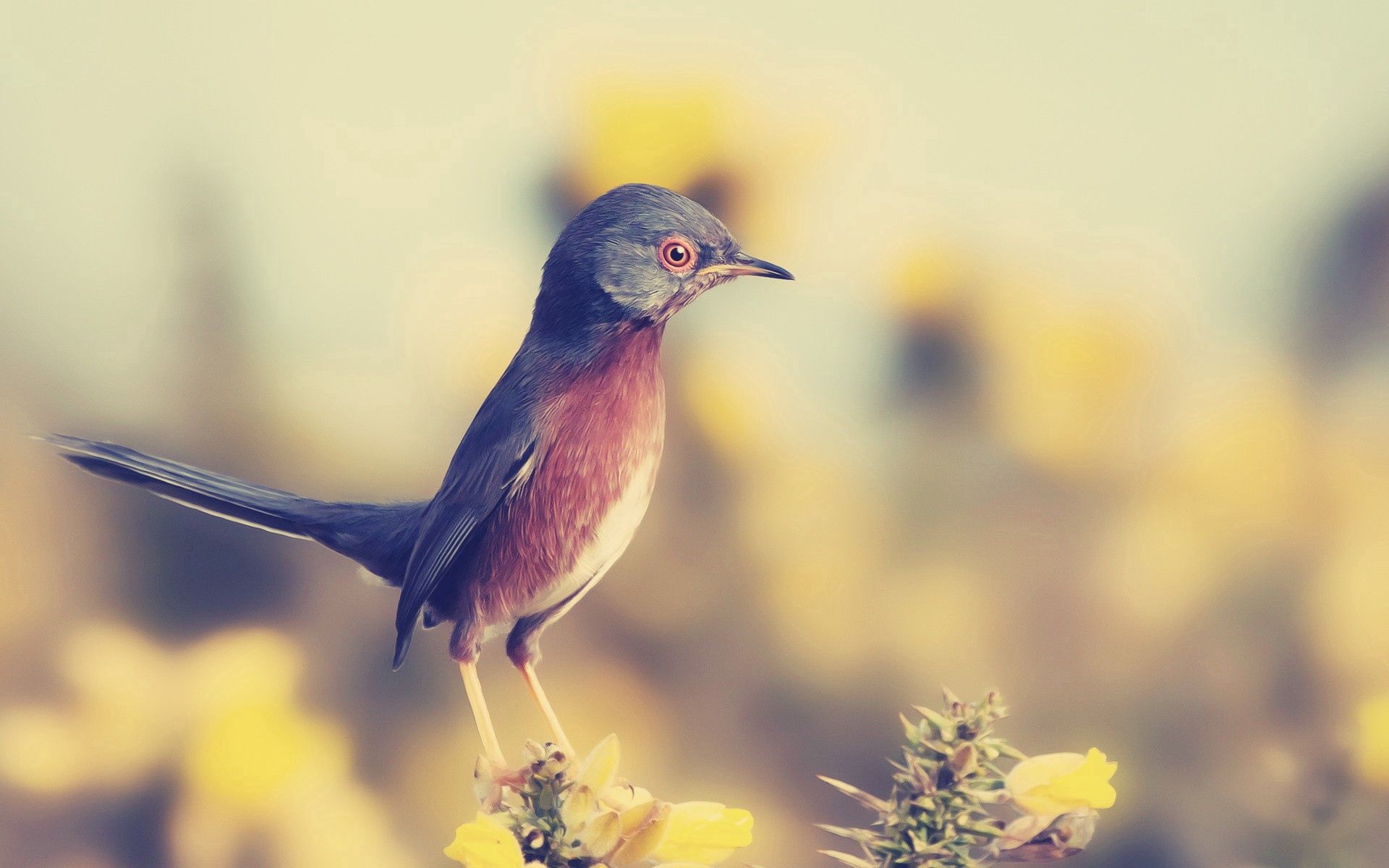 Download mobile wallpaper Profile, Beak, Animals, Bird for free.