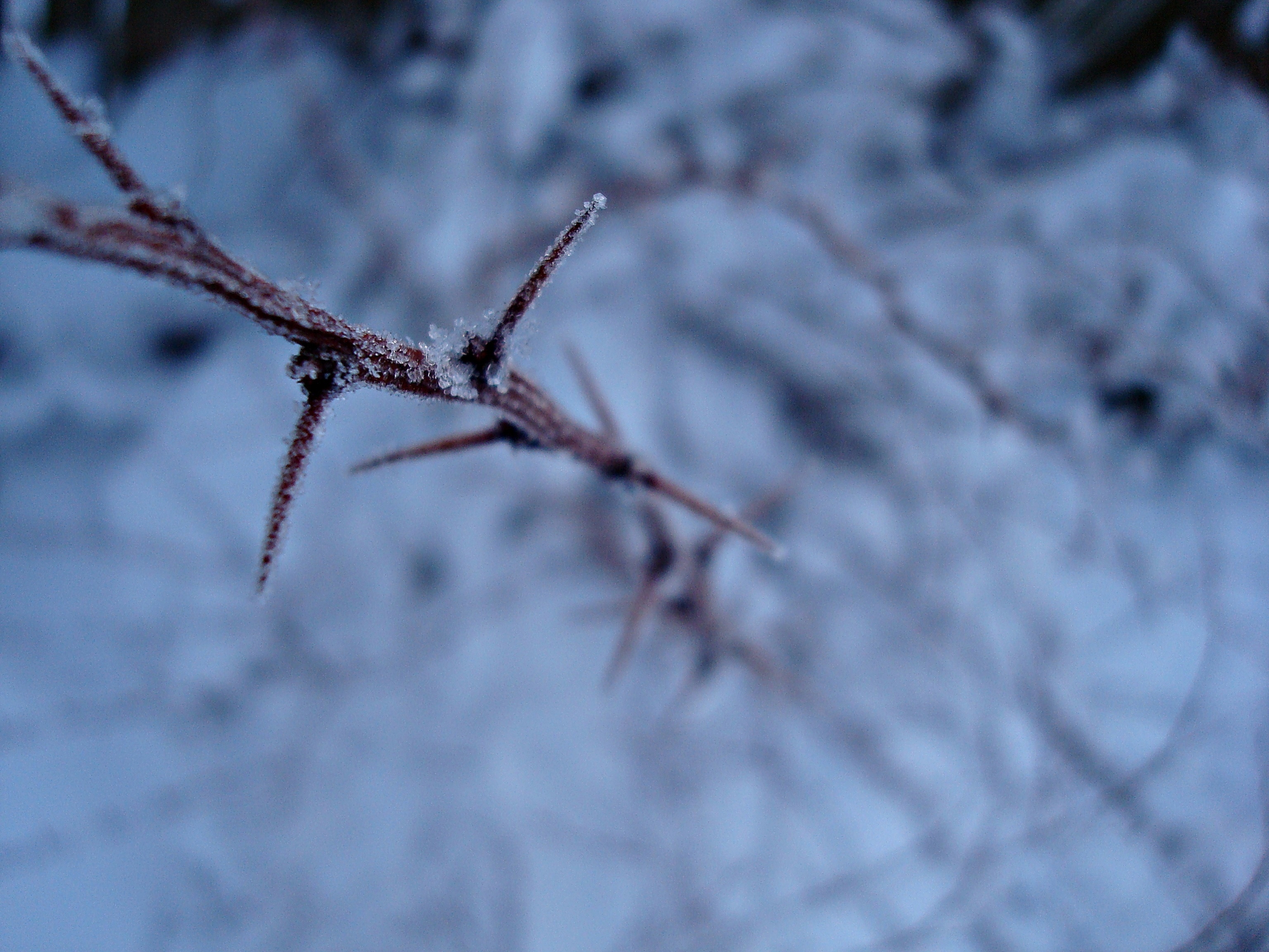 winter, snow, plant, macro, branch, frost, hoarfrost, thorns, spikes Full HD
