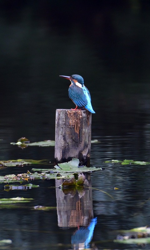 Download mobile wallpaper Birds, Reflection, Bird, Animal, Kingfisher for free.